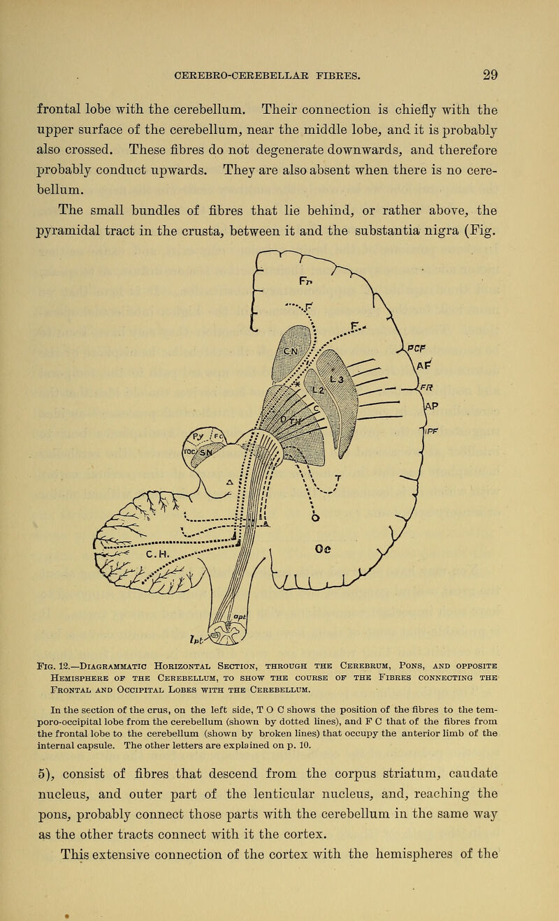 frontal lobe with the cerebellum. Their connection is chiefly with the upper surface of the cerebellum, near the middle lobe, and it is probably also crossed. These fibres do not degenerate downwards, and therefore probably conduct upwards. They are also absent when there is no cere- bellum. The small bundles of fibres that lie behind, or rather above, the pyramidal tract in the crusta, between it and the substantia nigra (Fig. Fig. 12.—Diagrammatic Horizontal Section, through the Cerebrum, Pons, and opposite Hemisphere of the Cerebellum, to show the course of the Fibres connecting the Frontal and Occipital Lobes with the Cerebellum. In the section of the crus, on the left side, TOO shows the position of the fibres to tlie tem- poro-occipital lobe from the cerebellum (shown by dotted lines), and F C that of the fibres from the frontal lobe to the cerebellum (shown by broken lines) that occupy the anterior limb of the internal capsule. The other letters are explained on p. 10. 5), consist of fibres that descend from the corpus striatum, caudate nucleus, and outer part of the lenticular nucleus, and, reaching the pons, probably connect those parts with the cerebellum in the same way as the other tracts connect with it the cortex. This extensive connection of the cortex with the hemispheres of the