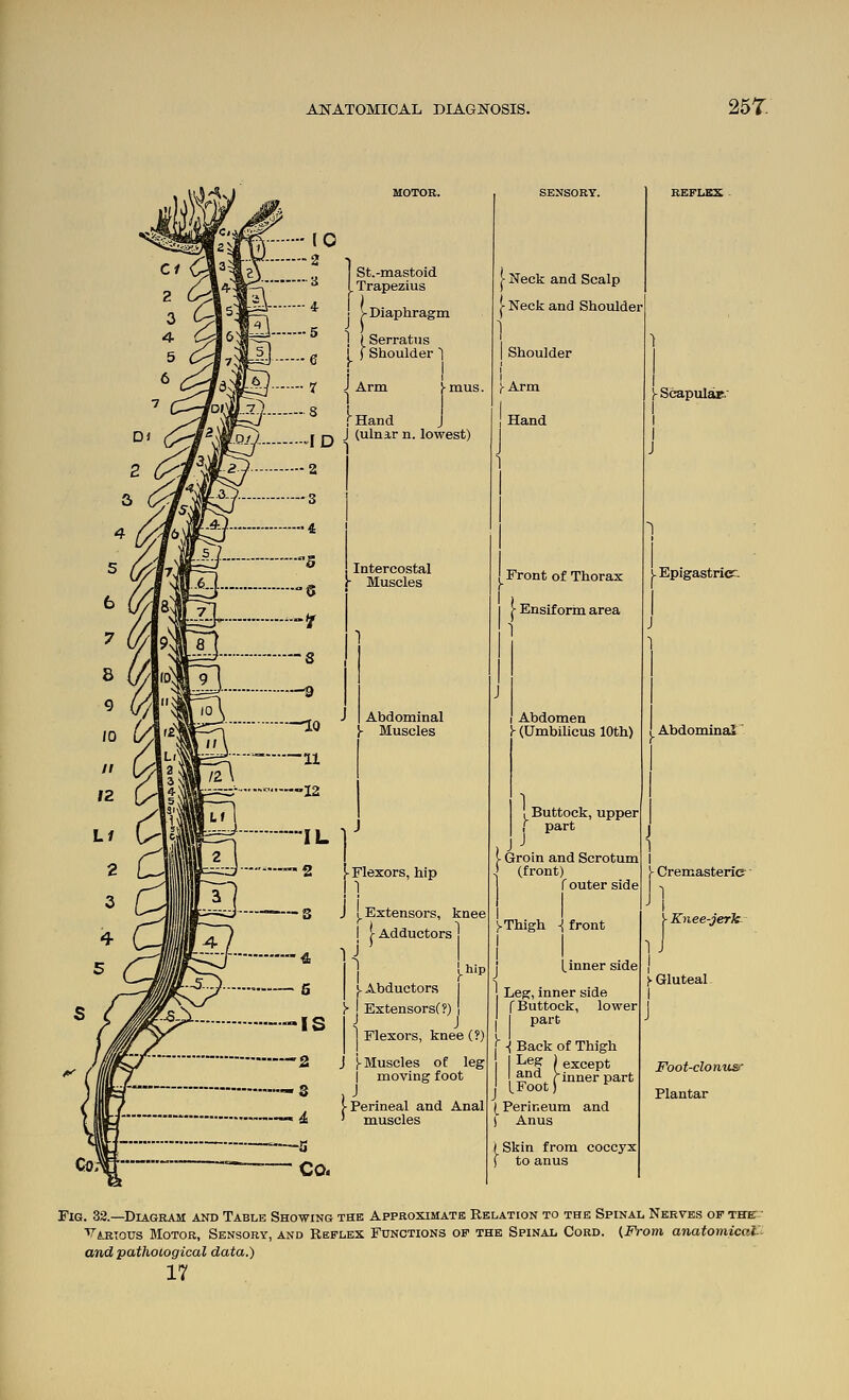 25T. }-mus. 10 — 2 1 St.-mastoid ■' ^ I Trapezius * V Diaphragm 5 < ) I I Serratus f, I ) Shoulder 1 I J Arm 1 I fHand J I i-> J (ulnar n. lowest) ID 1 Intercostal ■ Muscles Neck and Scalp Neck and Shoulder r I Shoulder I ;-Arm Hand Abdominal - Muscles [■Flexors, hip I ] J (.Extensors, knee !- Adductors y Abductors hip y ExtensorsC?) | 1 Flexors, knee (?) J j-BIuscles of leg I moving foot ,J [• Perineal and Anal ' muscles Front of Thorax !■ Ensif orm area 1 Abdomen y (Umbihcus 10th) ( Buttock, upper ,' part JJ Groin and Scrotum (front) router side ;-Thigh -i front I I y Scapular.- j I. inner side Leg, inner side f Buttock, lower I part I -( Back of Thigh I I ^^^ (except and /inner part LFoot) (Perineum and ) Anus I Skin from coccyx ) to anus Epigastric^. Abdominal' J I Cremasterie 1 I j- Knee-jerk 1 J >• Gluteal- I Foot-clonusr Plantar Fig. 32.—Diagram and Table Showing the Approximatk Relation to the Spinal Nerves of the: ■ Various BIotor, Sensory, and Reflex Functions of the Spinal Cord. (From anatomical' and pathological data.) 17
