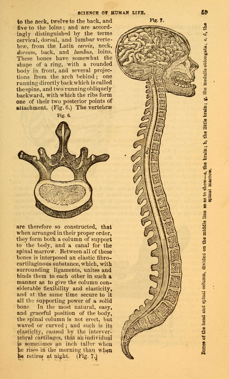 to the neck, twelve to the back, and five to the loins; and are accord- ingly distinguished by the terms cervical, dorsal, and lumbar verte- bras, from the Latin cervix, neck, dorsum, back, and lumbus, loins. These bones have somewhat the shape of a ring, with a rounded body in front, and several projec- tions from the arch behind; one running directly back which is called the spine, and two running obliquely backward, with which the ribs form one of their two posterior points of attachment. (Fig. 6.) The vertebrae Fig. 6. Ft*. 7. are therefore so constructed, that when arranged in their proper order, they form both a column of support to the body, and a canal for the spinal marrow. Between all of these bones is interposed an elastic fibro- cartilaginous substance, which, with surrounding ligaments, unites and binds them to each other in such a manner as to give the column con- siderable flexibility and elasticity, and at the same time secure to it all the supporting power of a solid bone In the most natural, easy, and graceful position of the body, the spinal column is not erect, but waved or curved ; and such is its. elastioHyi paused by the interver- tebral cartilages, that an individual is sometimes an inch taller when lie rises in'the morning than wh^n he retire* at night. (Fig. 7.)