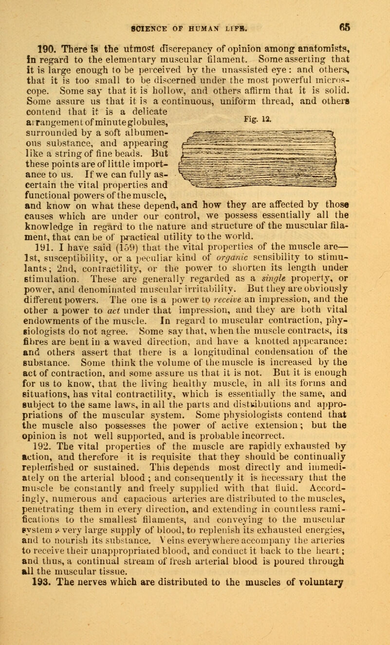 190. There is the utmost discrepancy of opinion among anatomists, in regard to the elementary muscular filament. Some asserting that it is large enough to be perceived by the unassisted eye : and others, that it is too small to be discerned under the most powerful micros- cope. Some say that it is hollow, and others affirm that it is solid. Some assure us that it is a continuous, uniform thread, and others contend that it is a delicate arrangement of minute globules, Fig- 12, surrounded by a soft albumen- ons substance, and appearing like a string of fine beads. But these points are of little import- ance to us. If we can fully as- certain the vital properties and functional powers of the muscle, and know on what these depend, and how they are affected by those causes which are under our control, we possess essentially all the knowledge in regard to the nature and structure of the muscular fila- ment, that can be of practical utility to the world. 191. I have said (159) that the vital properties of the muscle are— 1st, susceptibility, or a peculiar kind of organic sensibility to stimu- lants; 2nd, contractility, or the power to shorten its length under stimulation. These are generally regarded as a single property, or power, and denominated muscular irritability. But they are obviously different powers. The one is a power to receive an impression, and the other a power to act under that impression, and they are both vital endowments of the muscle. In regard to muscular contraction, phy- siologists do not agree. Some say that, when the muscle contracts, its fibres are bent in a waved direction, and have a knotted appearance: and others assert that there is a longitudinal condensation of the substance. Some think the volume of the muscle is increased by the act of contraction, and some assure us that it is not. But it is enough for us to know, that the living healthy muscle, in all its forms and situations, has vital contractility, which is essentially the same, and subject to the same laws, in all the parts and distributions and appro- priations of the muscular system. Some physiologists contend that the muscle also possesses the power of active extension; but the opinion is not well supported, and is probable incorrect. 192. The vital properties of the muscle are rapidly exhausted by action, and therefore it is requisite that they should be continually replenished or sustained. This depends most directly and immedi- ately on the arterial blood ; and consequently it is necessary that the muscle be constantly and freely supplied with that fluid. Accord- ingly, numerous and capacious arteries are distributed to the muscles, penetrating them in every direction, and extending in countless rami- fications to the smallest filaments, and conveying to the muscular system y very large supply of blood, to replenish its exhausted energies, and to nourish its substance. Veins everywhere accompany the arteries to receive their unappropriated blood, and conduct it back to the heart; and thus, a continual stream of fresh arterial blood is poured through all the muscular tissue. 193. The nerves which are distributed to the muscles of voluntary