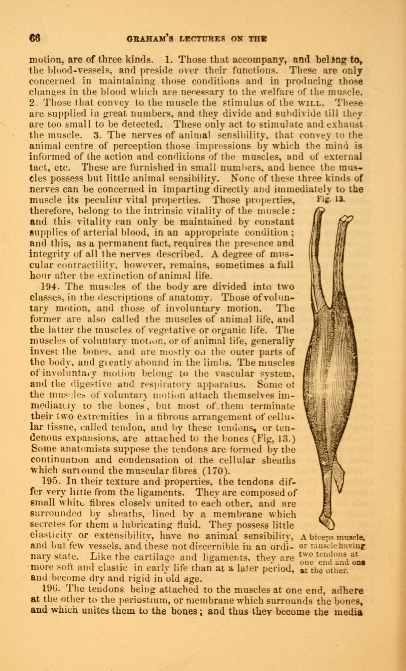 motion, are of throe kinds. 1. Those that accompany, and belong to, the blood-vessels, and preside over their functions. These are only concerned in maintaining those conditions and in producing those changes in the blood which are necessary to the welfare of the muscle. 2. Those that convey to the muscle the stimulus of the will. These are supplied in great numbers, and they divide and subdivide till they are too small to be detected. These only act to stimulate and exhaust the muscle. 3. The nerves of animal sensibility, that convey to the animal centre of perception those impressions by which the mind is informed of the action and conditions of the muscles, and of external tact, etc. These are furnished in small numbers, and hence the. mus- cles possess but little animal sensibility. None of these three kinds of nerves can be concerned in imparting directly and immediately to the muscle its peculiar vital properties. Those properties, Fig- 13- therefore, belong to the intrinsic vitality of the muscle : and this vitality can only be maintained by constant supplies of arterial blood, in an appropriate condition; and this, as a permanent fact, requires the presence and integrity of all the nerves described. A degree of mus- cular contractility, however, remains, sometimes a full hour alter the extinction of animal life. 194. The muscles of the body are divided into two classes, in the descriptions of anatomy. Those of volun- tary motion, and those of involuntary motion. The former are also called the muscles of animal life, and the latter the muscles of vegetative or organic life. The muscles of voluntary motion, or of animal life, generally invest the bones, and are mostly ou the outer parts of the body, and gieatly abound in the limbs. The muscles of involuntary motion belong to the vascular system, and the digestive and respiratory apparatus. Some ot the muscles of voluntary motion attach themselves im- mediately to the bones, but most of them terminate their two extremities in a fibrous arrangement of cellu- lar tissue, called tendon, and by these tendons, or ten- denous expansions, are attached to the bones (Fig, 13.) Some anatomists suppose the tendons are formed by the continuation and condensation ot the cellular sheaths which sun ound the muscular fibres (170). 195. In their texture and properties, the tendons dif- fer very little from the ligaments. They are composed of small white fibres closelv united to each other, and are surrounded by sheaths, lined by a membrane which secretes for them a lubricating fluid. They possess little elasticity or extensibility, have no animal sensibility, a biceps muscle, and but few vessels, and these not discernible iu an ord'i- 01' musclehaTinf nary state. Like the cartilage and ligaments, they are 2£^Jd«odii more soft, and elastic in early life than at a later period, at the other. and become dry and rigid in old age. 19U. The teudons being attached to the muscles at one end, adhere at the other to the periostium, or membrane which surrounds the bones, and which unites them to the bones; and thus they become the media