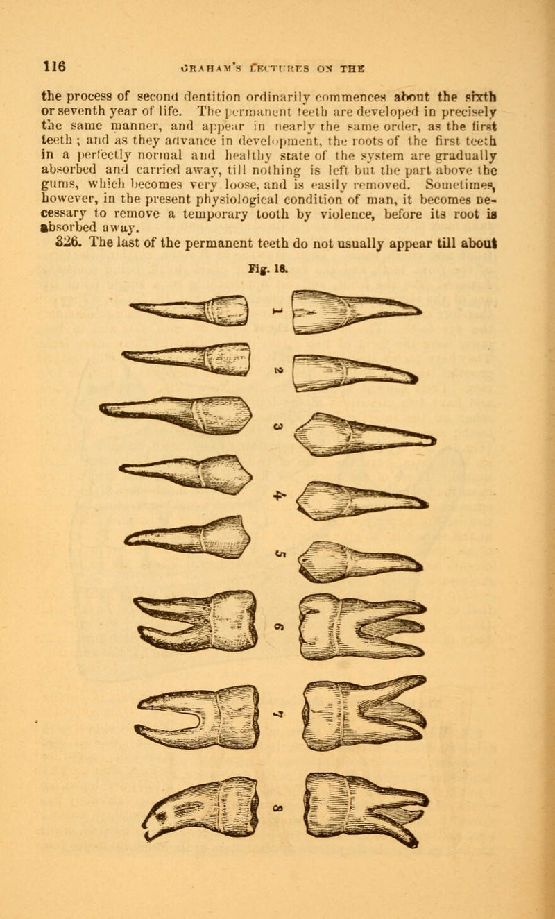 the process of second dentition ordinarily commences about the sixth or seventh year of life. The permanent teeth are developed in precisely the same manner, and appear in nearly the same order, as the first teeth ; and as they advance in development, the roots of the first teeth in a perfectly normal and healthy state of the system are gradually absorbed and carried away, till nothing is left but the part above the gums, which becomes very loose, and is easily removed. Sometime*, however, in the present physiological condition of man, it becomes De- cessary to remove a temporary tooth by violence, before its root is absorbed away. 326. The last of the permanent teeth do not usually appear till about Fig. 18.