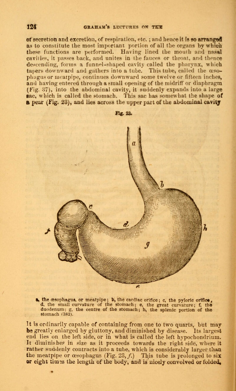 of secretion and excretion, of respiration, etc. ; and hence it is so arranged as to constitute the most important portion of all the orpins by which these functions are performed. Having lined the mouth and nosal cavilies, it passes back, and unites in the fauces or throat, and thence descending, forms a funnel-shaped cavity called the pharynx, which tapers downward and gathers into a tuhe. This tube, called the o s<>- phagusor nicatpipe, continues downward some twelve or fifteen inches, and having entered through a small opening of the midriff or diaphragm (Fig. 37), into the abdominal cavity, it suddenly expands into a large Bac, which is called the stomach. This sac has somewhat the shape of ft pear (Fig. 23), and lies across the upper part of the abdominal cavity Oft Hi •, the oesophagus or meatpipe; b, the cardiac orifice; c, the pyloric orifice, d, the small curvature of the stomach; e, the great curvature; f, the duodenum; g, the centre of the stomach; h, the splenic portion of the stomach r.382). It is ordinarily capable of containing from one to two quarts, but may be greatly enlarged by gluttony, and diminished by disease. Its largest end lies on the left side, or in what is called the left hypochondrium. It diminishes in size as it proceeds towards the right side, where it rather suddenly contracts into a tube, which is considerably larger than the meatpipe or oesophagus (Fig. 23, /.) This tube is prolonged to six or eight timss the length of the body, and is nicely convolved or folded.