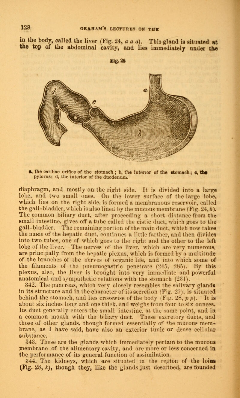 in the body, called the liver (Fig. 24, a a a). This gland is situated at the top of the abdominal cavity, and lies immediately under the JHg.26 a, the cardiac orifice of the stomach ; h, the Interior of the rtomach; e, the pylorua; d, the interior of the duodenum. diaphragm, and mostly on the right side. It is divided into a large lobe, and two small ones. On the lower surface of the large lobe, which lies on the right side, is formed a membranous reservoir, called the gall-bladder, which is also lined l>y the mucous membrane (Fig. 24,6). The common biliary duct, after proceeding a short distance from the small intestine, gives off a tube called the cistic duct, which goes to the gall-bladder. The remaining portion of the main duct, which now takes the name of the hepatic duct, continues a little farther, and then divides into two tubes, one of which goes to the right and the other to the left lobe of the liver. The nerves of the liver, which are very numerous, are principally from the hepatic plexus, which is formed by a multitude of the branches of the nerves of organic life, and into which some of the filaments of (he pneumogastric penetrate (245, 28o). By this plexus, also, the liver is brought into very immediate and powerful anatomical and sympathetic relations with the stomach (231). 342. The pancreas, which very closely resemble* the salivary glands in its structure and in the character of its secretion (Fig. 27). issituated behind the stomach, and lies crosswise of the body (Fig. 28, p p). It is about six inches long and one thick, and weighs from four to six ounces. Its duct generally enters the small intestine, at the same point, and in a common mouth with the biliary duct. These excretory ducts, and those of other glands, though formed essentially of the mucous mem- brane, as I have said, have also an exterior tunic or dense cellular substance. 343. These are the glands which immediately pertain to the mucous membrane of the alimentary cavity, and are more or less concerned in the performance of its general function of assimilation. 344. The kidneys, which are situated in the region of the loi«i (Fig. 28, k)y though they, like the glands just described, are founded