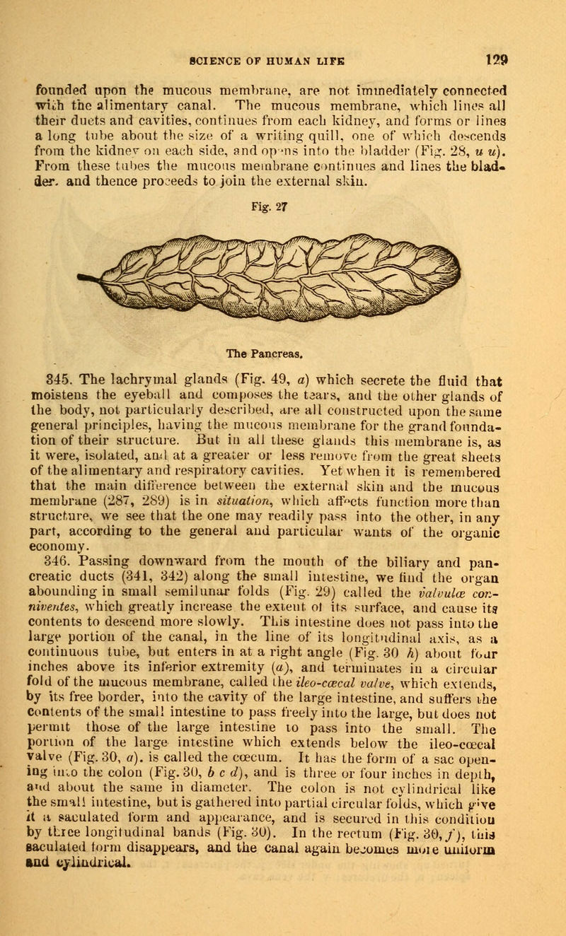 founded upon the mucous membrane, are not immediately connected vrich the alimentary canal. The mucous membrane, which lines all their duets and cavities, continues from each kidney, and forms or lines a long tube about the size of a writing quill, one of which descends from the kidne^ on each side, and op-ms into the bladder (Fig. 28, u u). From these tubes the mucous membrane continues and lines the blad- der- and thence proceeds to join the external skin. Fig. 27 The Pancreas. 345. The lachrymal glands (Fig. 49, a) which secrete the fluid that moistens the eyeball and composes the tears, and the other glands of the body, not particularly described, are all constructed upon the same general principles, having the mucous membrane for the grand founda- tion of their structure. But in all these glands this membrane is, as it were, isolated, and at a greater or less remove from tbe great sheets of the alimentary and respiratory cavities. Yet when it is remembered that the main difference between the external skin and the mucous membrane (287, 289) is in situation, which aff-cts function more than structure, we see that the one may readily pass into the other, in any part, according to the general and particular wants of the organic economy. 346. Passing downward from the mouth of the biliary and pan- creatic ducts (341, 342) along the small intestine, we find the organ abounding in small semilunar folds (Fig. 29) called the valvulce con- niventes, which greatly increase the extent ol its surface, and cause its contents to descend more slowly. This intestine does not pass into the large portion of the canal, in the line of its longitudinal axis, as a continuous tube, but enters in at a right angle (Fig. 30 h) about four inches above its inferior extremity (a), and terminates in a circular fold of the mucous membrane, called the ileo-ccecal valve, which extends, by Us free border, into the cavity of the large intestine, and suffers ihe Contents of the small intestine to pass freely into the large, but does not permit those of the large intestine 10 pass into the small. The portion of the large intestine which extends below the ileo-ccecal valve (Fig. 30, a), is called the ccecum. It has the form of a sac open- ing iruo the colon (Fig. 30, bed), and is three or four inches in depth, and about the same in diameter. The colon is not cylindrical like the small intestine, but is gathered into partial circular folds, which g:ve it a maculated form and appearance, and is secured in this conditiou by three longitudinal bands (Fig. 30). In the rectum (Fig. 30,/), tbia eaculated form disappears, and the canal again becomes inoie unilorm and cylindrical.