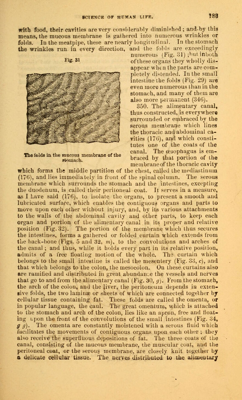 with food, their cavities are very considerably diminished; and-by this means, the mucous membrane is gathered into numerous wrinkles or folds. In the meat-pipe, these are nearly longitudinal. In the stomach and the folds are exceedingly numerous (Fig. 31) ;butinbolh of these organs they wholly dia- the wrinkles run in every direction, Fig. 31 The folds in the mucom membrane of the stomach. appear when the parts are com- pletely distended. In the small intestine the folds (Fig. 29) are even more numerous than in the stomach, and many of them are also more permanent (346). 350. The alimentary canal, thus constructed, is everywhere surrounded or embraced by the serous membrane which lines the thoracic and abdominal ca- vities (176), and which consti- tutes one of the coats of the canal. The oesophagus is em- braced by that portion of the membrane of the thoracic cavity which forms the middle partition of the chest, called the mediastinum (176), and lies immediately in front of the spinal column. The serous membrane which surrounds the stomach and the intestines, excepting the duodenum, is called their peritoneal coat. It serves in a measure, as I have said (176), to isolate the organs, to present a smooth and lubricated surface, which enables the contiguous organs and parts to move upon each other without injury, and, by its various attachments to the walls of the abdominal cavity and other parts, to keep each organ and portion of the alimentary canal in its proper and relative position (Fig. 32). The portion of the membrane whieh thus secures the intestines, forms a gathered or folded curtain which extends from the back-bone (Figs. 5 and 32, m), to the convolutions and arches of the canal ; and thus, while it holds every part in its relative position, admits of a free floating motion of the whole. The curtain which belongs to the small intestine is called the mesentery (Fig. 33, c), and that which belongs to the colon, the mesocolon. On these curtains also are ramified and distributed in great abundance the vessels and nerves that go to and from the alimentary canal (Fig. 30, g). From the stomach, the arch of the colou, and the Jiver, the peritoneum depends in exten- give folds, the two laminae or sheets of which are connected together by- cellular tissue containing fat. These folds are called the omenta, or in popular language, the caul. The great omentum, which is attached to the stomach and arch of the colon, lies like an apron, free and Moat- ing upon the front of the convolutions of the small intestines (Fig. 34, g g). The omenta are constantly moistened with a serous fluid which facilitates the movements of contiguous organs upon each other ; they also receive the superfluous depositions of fat. The three coats of the canal, consisting of the mucous membrane, the muscular coat, and the peritoneal coat, or the serous membrane, are closely knit together by a delicate cellular tissue. The nerves distributed to the alimentary