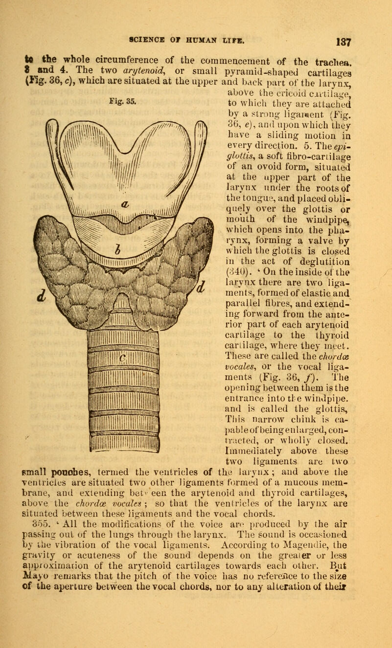 to the whole circumference of the commencement of the trachea. 8 and 4. The two arytenoid, or small pyramid-shaped cartilages (Fig. 36, c), which are situated at the upper and back part of the larynx, above the cricoid cartilage, FiS-35- to which they are attached by a strong ligament (Fig. 36, e), and upon which they have a sliding motion in every direction. 5. The epi- glottis, a soft fibro-carriiage of an ovoid form, situated at the upper part of the larynx under the roots of the tongue, and placed obli- quely over the glottis or mouth of the windpipe, which opens into the pha- rynx, forming a valve by which the glottis is closed in the act of deglutition (340). k On the inside of the larynx there are two liga- ments, formed of elastic and parallel fibres, and extend- ing forward from the ante- rior part of each arytenoid cartilage to the thyroid cariilage, where they meet. These are called the chorda vocales, or the vocal liga- ments (Fig. 36, /). The opening between them is the entrance into tie windpipe, and is called the glottis, This narrow chink is ca- pable of being enlarged, con- tracted, or wholly closed. Immediately above these two ligaments are two email pouches, termed the ventricles of the larynx; and above the ventricles are situated two other ligaments formed of a mucous mem- brane, and extending bet* een the arytenoid and thyroid cartilages, above the chordae vocales ; so that the ventricles of the larynx are situated between these ligaments and the vocal chords. 355. ' All the modifications of the voice are produced by the air passing out of the lungs through the larynx. The sound is occasioned by the vibration of the vocal ligaments. According to Magendie, the gravity or acuteness of the sound depends on the greater or less approximation of the arytenoid cartilages towards each other. But Alayo remarks that the pitch of the voice has no reference to the size of the aperture between the vocal chords, nor to any alteration of their