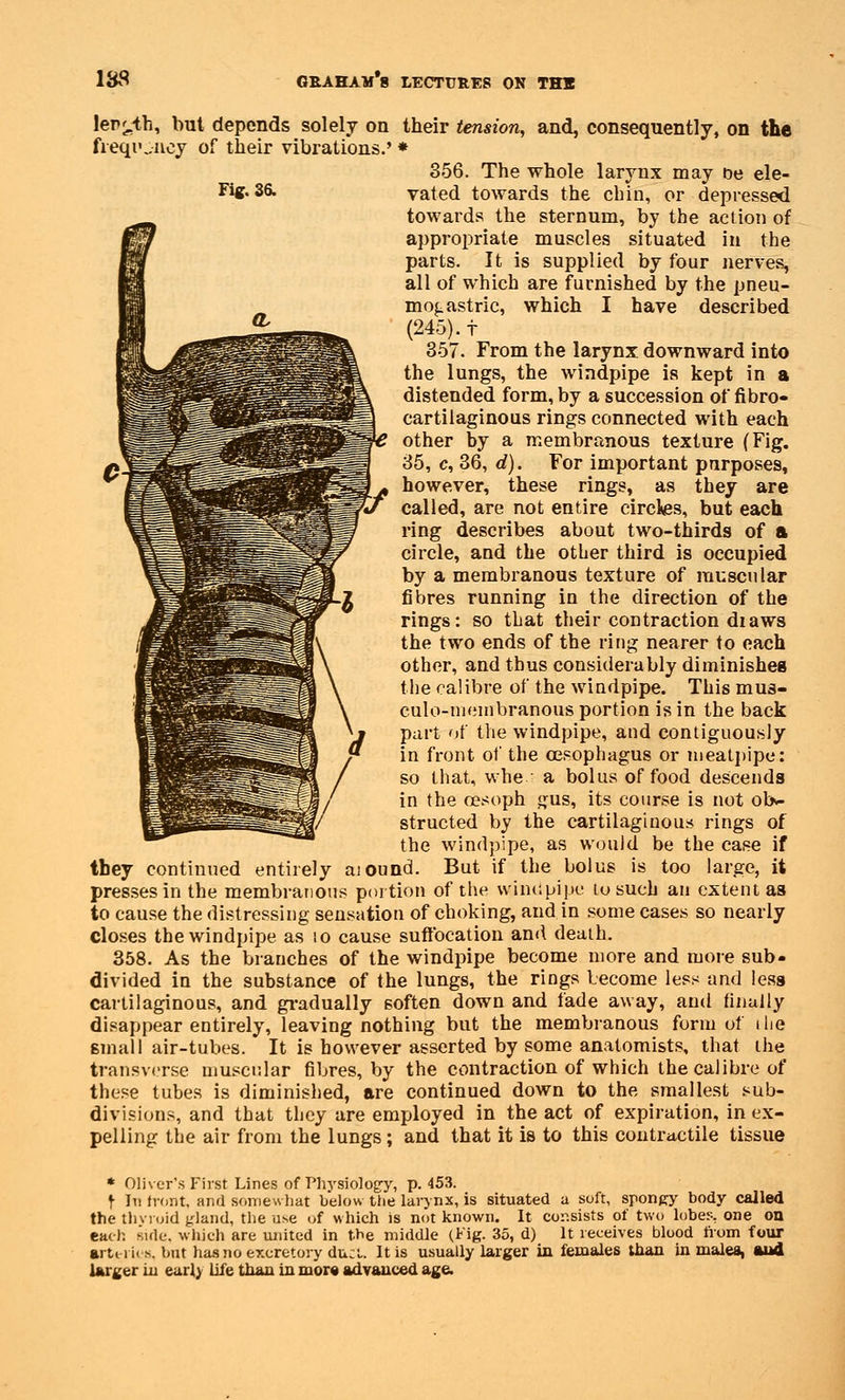 1SS Fig. 36. length, but depends solely on their tension, and, consequently, on the frequency of their vibrations.' * 356. The whole larynx may oe ele- vated towards the chin, or depressed towards the sternum, by the action of appropriate muscles situated in the parts. It is supplied by four nerves, all of which are furnished by the pneu- mo^astric, which I have described (245). t 357. From the larynx downward into the lungs, the windpipe is kept in a distended form, by a succession of fibro- cartilaginous rings connected with each other by a membranous texture (Fig. 35, c, 36, d). For important purposes, however, these rings, as they are called, are not entire circles, but each ring describes about two-thirds of a circle, and the other third is occupied by a membranous texture of muscular fibres running in the direction of the rings: so that their contraction diaws the two ends of the ring nearer to each other, and thus considerably diminishes the calibre of the windpipe. This mu3- culo-membranous portion is in the back part of the windpipe, and contiguously in front of the oesophagus or meatpipe: so that, whe a bolus of food descends in the cesoph gus, its course is not obv- structed by the cartilaginous rings of the windpipe, as would be the case if they continued entirely aiound. But if the bolus is too large, it presses in the membranous portion of the winupipe to such an extent as to cause the distressing sensation of choking, and in some cases so nearly closes the windpipe as to cause suffocation and death. 358. As the branches of the windpipe become more and more sub- divided in the substance of the lungs, the rings become less and less cartilaginous, and gradually soften down and fade away, and finally disappear entirely, leaving nothing but the membranous form of the small air-tubes. It is however asserted by some anatomists, that the transverse muscular fibres, by the contraction of which the calibre of these tubes is diminished, are continued down to the smallest sub- divisions, and that they are employed in the act of expiration, in ex- pelling the air from the lungs; and that it is to this contractile tissue * Oliver's First Lines of Physiology, p. 453. f In front, and somewhat below the larynx, is situated a soft, spongy body called the thyroid fland, the use of which is not known. It consists of two lobe;-, one on each side, which are united in the middle (Fig. 35, d) It receives blood from four arteries, but has no excretory duct. It is usually larger in females than in males, and larger in early life than in more advanced age.