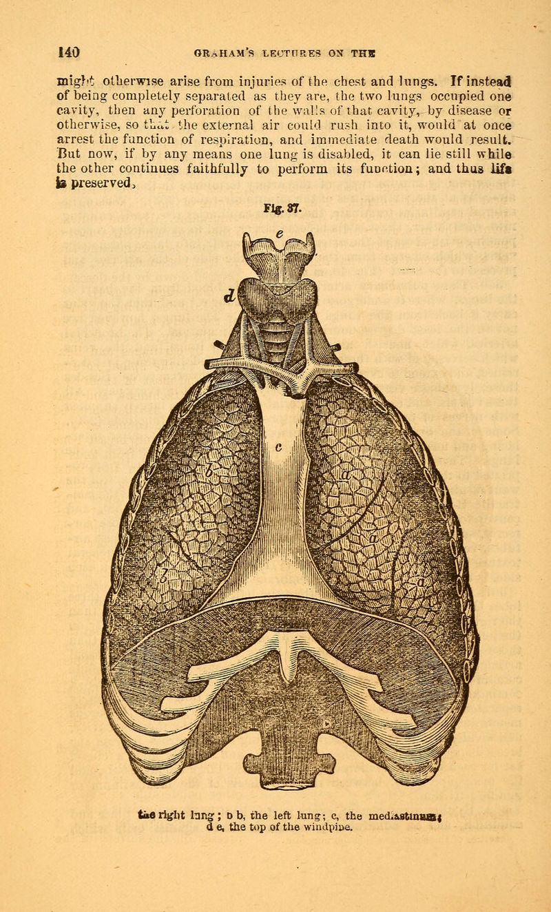 might otherwise arise from injuries of the chest and lungs. If instead of being completely separated as they are, the two lungs occupied one cavity, then any perforation of the walls of that cavity,-by disease or otherwise, so that the external air could rush into it, would at once arrest the function of respiration, and immediate death would result. But now, if by any means one lung is disabled, it can lie still while the other continues faithfully to perform its function; and thus iifa is preserved, Flf.87. i right hing; D b, the left lung; c, the me<L d e, the top of the windpi&e.