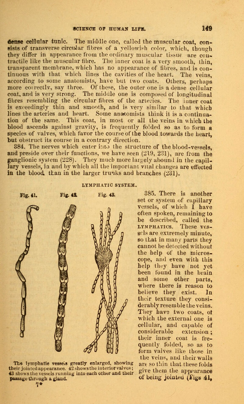 dense cellular tunic. The middle one, called the muscular coat, con- sists of transverse circular fibres of a yellowish color, which, though they differ in appearance from the ordinary muscular tissue are con- tractile like the muscular fibre. The inner coat is a very smooth, thin, transparent membrane, which has no appearance of fibres, and is con- tinuous with that which lines the cavities of the heart. The veins, according to some anatomists, have but two coats. Others, perhaps more eoirectlv, say three. Of these, the outer one is a dense cellular coat, and is very strong. The middle one is composed of longitudinal fibres resembling the circular fibres of the arteries. The inner coat is exceedingly thin and smooth, and is very similar to that which lines the arteries and heart. Some anatomists think it is a continua- tion of the same. This coat, in most or all the veins in which the blood ascends against gravity, is frequently folded so as to form a species of valves, which favor the course of the blood towards the heart, but obstruct its course in a contrary direction. 384. The nerves which enter into the structure of the blood-vessels, and preside over their functions, we have seen (219, 231), are from the ganglionic system (228). They much more largely abound in the capil- lary vessels, in and by which all the important vital changes are effected in the blood, than in the larger trunks and branches (231). Fig. 41. Fig. 42. LYMPHATIC SYSTEM. Fig. 43. Th« lymphatic vesseis greatly enlarged, showing their jointed appearance. 42 shows the interior valves; 43 shows the vessels running into each other and their passage through a gland. 7* 385. There is another set or system of capillary vessels, of which I have often spoken, remaining to be described, called the lymphatics. These ves- sels are extremely minute, so that in many parts they cannot be detected without the help of the micros- cope, and even with this help they have not yet been found in the brain and some other parts, where there is reason to believe they exist. In their texture they consi- derably resemble the veins. They have two coats, ot which the external one is cellular, and capable of considerable extension; their inner coat is fre- quently folded, so as to form valves like those in the veins, and their walls are so thin that these folds give them the appearance of being jointed (Figs 41,