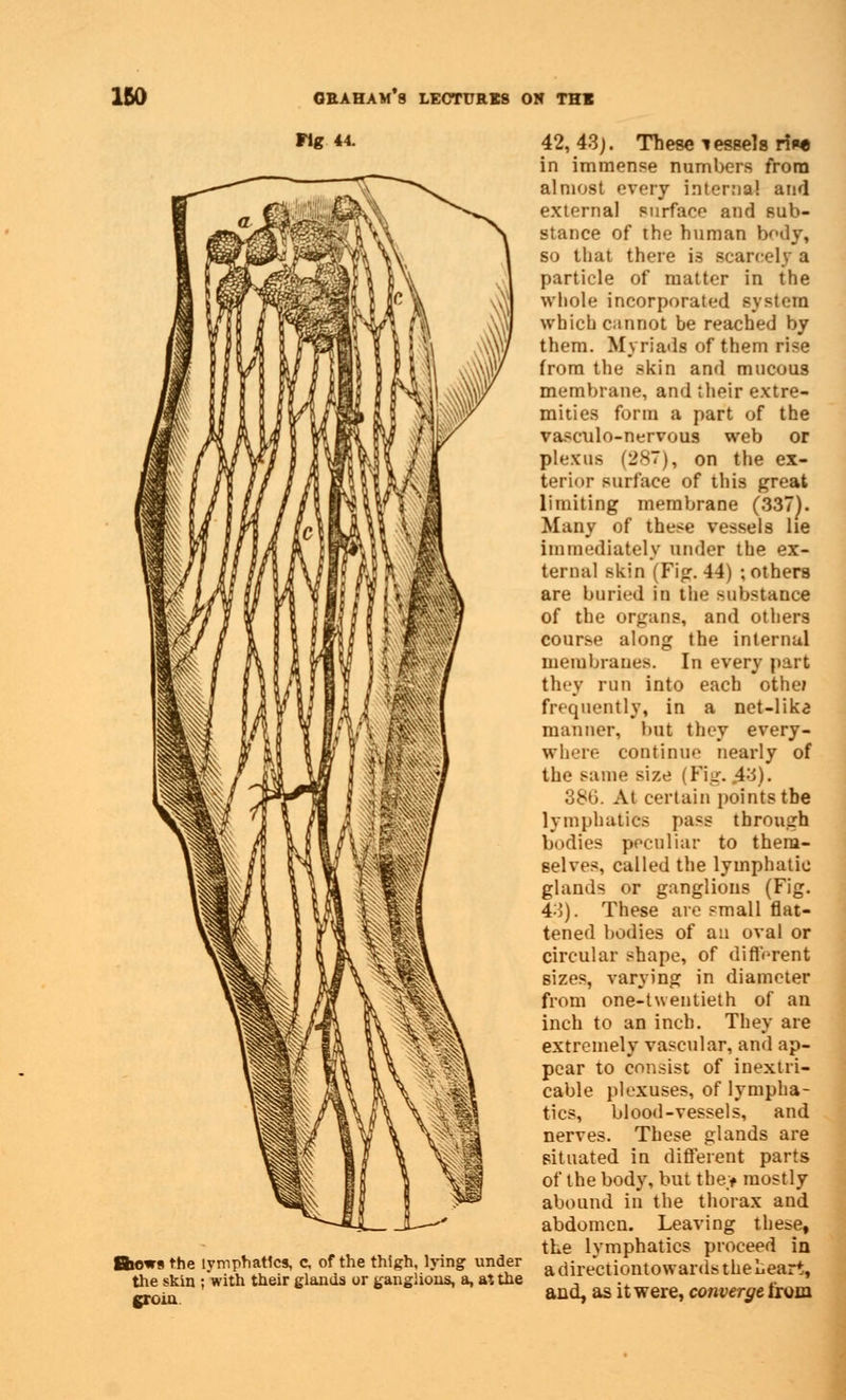 Fig 44. rhe lymphatics, c, of the thigh, lying under the skin ;with their glands or ganglions, a, at the groin 42, 43;. These i essels ri»«« in immense numbers from almost every internal and external surface and sub- stance of the human body, so that there is scarcely a particle of matter in the whole incorporated system which cannot be reached by them. Myriads of them rise from the skin and mucous membrane, and their extre- mities form a part of the vasculo-nervous web or plexus (287), on the ex- terior surface of this great limiting membrane (337). Many of these vessels lie Immediately under the ex- ternal skin (Fig.44) ; others are buried in the substance of the organs, and others course along the internal membranes. In every part they run into each othef frequently, in a net-lika manner, but they every- where continue nearly of the same size (Fig. 43). 380. At certain points the lymphatics pass through bodies peculiar to them- selves, called the lymphatic glands or ganglions (Fig. 43). These are small flat- tened bodies of an oval or circular shape, of different sizes, varying in diameter from one-twentieth of an inch to an inch. They are extremely vascular, and ap- pear to consist of inextri- cable plexuses, of lympha- tics, blood-vessels, and nerves. These glands are situated in different parts of the body, but the> mostly abound in the thorax and abdomen. Leaving these, the lymphatics proceed in adirectiontowardstheheart, and, as it were, converye from