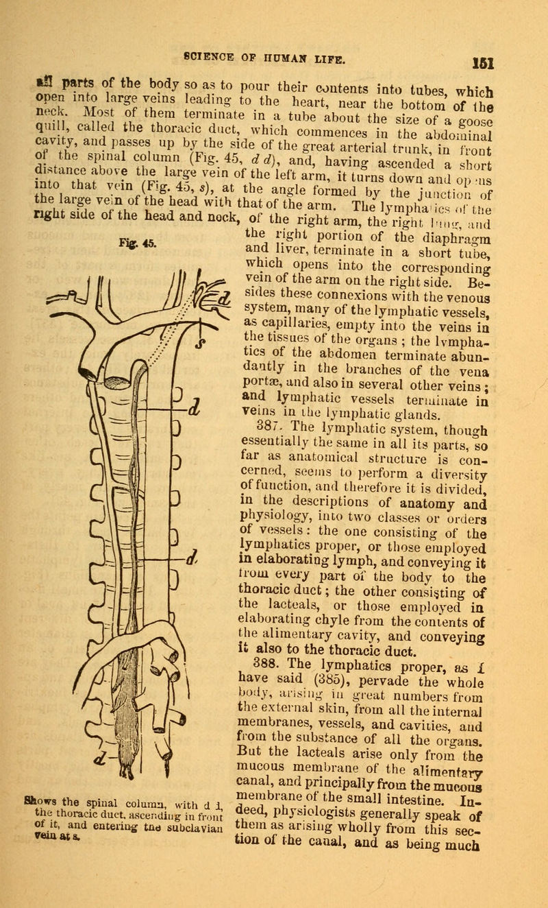 Kg: 45. ■fl parts of the body so as to pour their contents into tubes, which open into large veins eading to the heart, near the bottom of he lA*?s °f tl\era terminate in a tube about the size of a goose qui called the thoracic duct, which commences in the abdominal cavity, and passes up by the side of the great arterial trunk, in font of the spinal column (Fig. 45, d d), and, having ascended a short distance above the large vein of the left arm, it turns down and o us into that vein (Fig 45,,), at the angle formed by the jmclio of the large ve.n of the head with that of the arm. The Ivmnha es r ii?. right side of the head and nock, of the right arm, the^Tgt1^ and the right portion of the diaphragm and liver, terminate in a short tube, which opens into the corresponding III /// h^ V-e5m 0f,the arm 0Q the g^ side. Be- ^%J / /// 4s2 es these connexions with the venous system, many of the lymphatic vessels, as capillaries, empty into the veins in the tissues of the organs ; the lympha- tics of the abdomen terminate abun- dantly in the branches of the vena porta?, and also in several other veins ; and lymphatic vessels terminate in veins in the lymphatic glands. 387. The lymphatic system, though essentially the same in all its parts, so far as anatomical structure is con- cerned, seems to perform a diversity of function, and therefore it is divided, in the descriptions of anatomy and physiology, into two classes or orders of vessels: the one consisting of the lymphatics proper, or those employed in elaborating lymph, and conveying it trom every part of the body to the thoracic duct; the other consisting of the lacteals, or those employed in elaborating chyle from the contents of the alimentary cavity, and conveying it also to the thoracic duct. 388. The lymphatics proper, as X have said (385), pervade the whole body, arising in great numbers from the external skin, from all the internal membranes, vessels, and cavities, and from the substance of all the organs. But the lacteals arise only from the mucous membrane of the alimentary canal, and principally from the mucous Shows the spinal column, with d i T^'t™-^ th? 8ma inte^^e. la- the thoracic duct, ascending in from Jf ed» Penologists generally speak of of it, and entering tne subclavian tnem as arising wholly from this sec- ™mws- k<m of the canal, and as being much