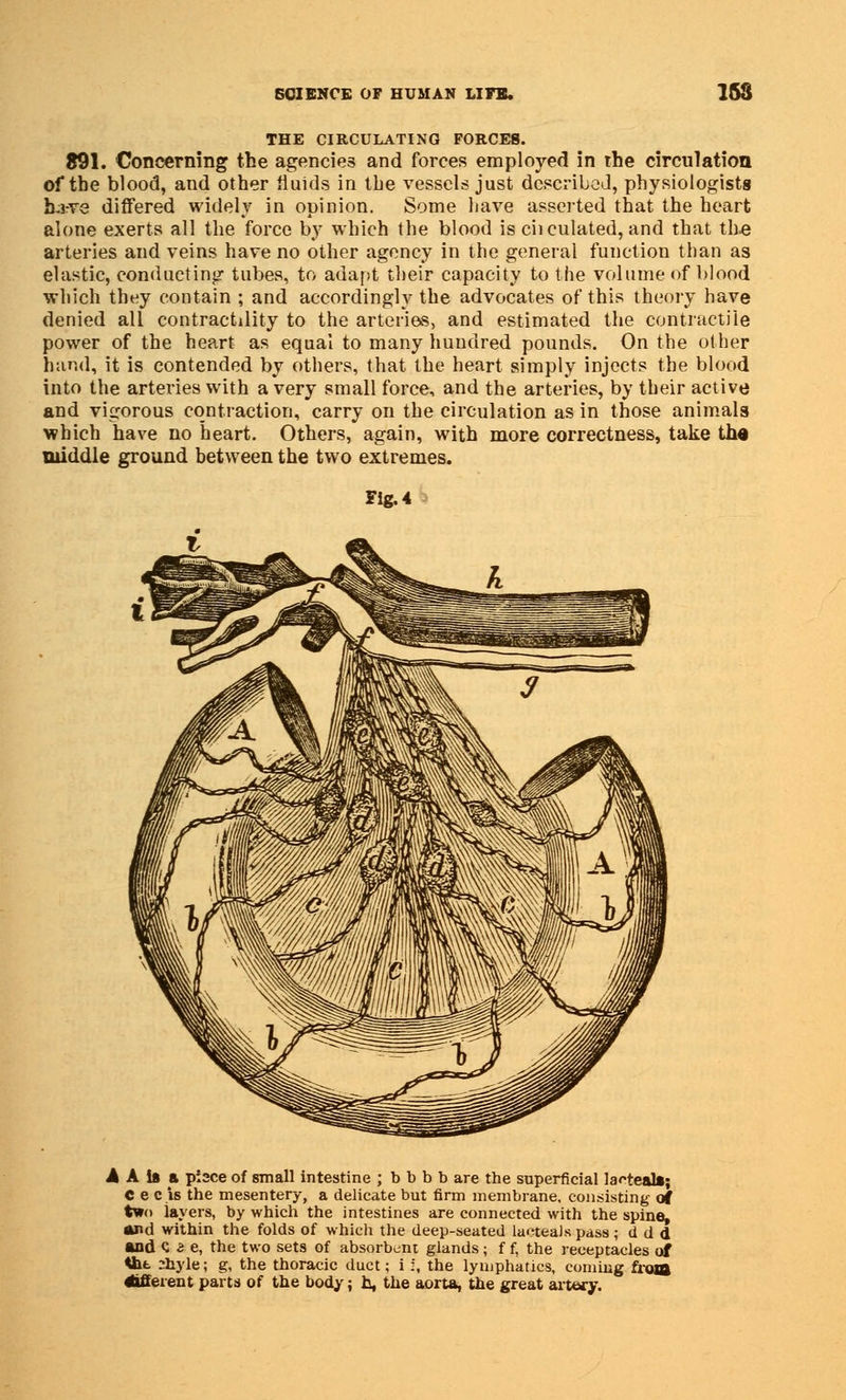 THE CIRCULATING FORCES. 891. Concerning the agencies and forces employed in the circulation of the blood, and other fluids in the vessels just described, physiologists h-jrre differed widely in opinion. Some have asserted that the heart alone exerts all the force by which the blood is ciiculated, and that the arteries and veins have no other agency in the general function than as elastic, conducting tubes, to adapt their capacity to the volume of blood which they contain ; and accordingly the advocates of this theory have denied all contractility to the arteries, and estimated the contractile power of the heart as equal to many hundred pounds. On the other hand, it is contended by others, that the heart simply injects the blood into the arteries with a very small force, and the arteries, by their active and vigorous contraction, carry on the circulation as in those animals which have no heart. Others, again, with more correctness, take tlm middle ground between the two extremes. Fig. 4 A A is a pisce of small intestine ; b b b b are the superficial lacteal*; C e c is the mesentery, a delicate but firm membrane, consisting of two layers, by which the intestines are connected with the spine, and within the folds of which the deep-seated laeteaJs pass; d d d and Ue, the two sets of absorbent glands; f f, the receptacles of <ht 2hyle; g, the thoracic duct; i i, the lymphatics, coming from Afferent parts of the body; h, the aorta, the great artery.