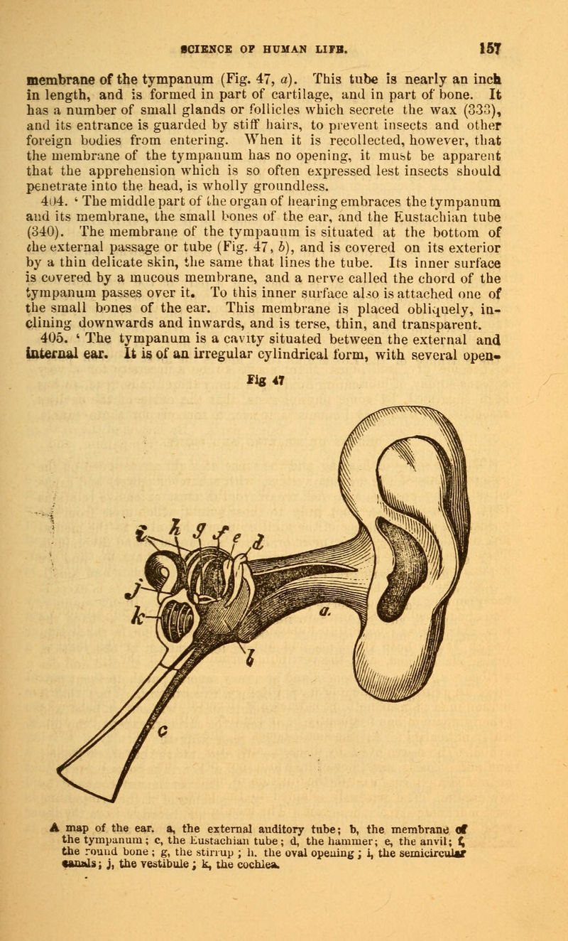 membrane of the tympanum (Fig. 47, a). This tube is nearly an inch in length, and is formed in part of cartilage, and in part of bone. It has a number of small glands or follicles which secrete the wax (333), and its entrance is guarded by stiff hairs, to prevent insects and other foreign bodies from entering. When it is recollected, however, that the membrane of the tympanum has no opening, it must be apparent that the apprehension which is so often expressed lest insects should penetrate into the head, is wholly groundless. 404. ' The middle part of the organ of hearing embraces the tympanum and its membrane, the small bones of the ear, and the Eustachian tube (340). The membrane of the tympanum is situated at the bottom of the external passage or tube (Fig. 47, b), and is covered on its exterior by a thin delicate skin, the same that lines the tube. Its inner surface is covered by a mucous membrane, and a nerve called the chord of the tympanum passes over it. To this inner surface aho is attached one of the small bones of the ear. This membrane is placed obliquely, in- clining downwards and inwards, and is terse, thin, and transparent. 405. ' The tympanum is a cavity situated between the external and internal ear. It is of an irregular cylindrical form, with several open- Fig 47 A map of the ear. a, the external auditory tube; b, the membrane Of the tympanum; c, the Eustachian tube; d, the hammer; e, the anvil; £ the round bone ; g, the stirrup ; h. the oval opening; i, the semicircular - 'i; j, the vestibule ; k, the cochlea.