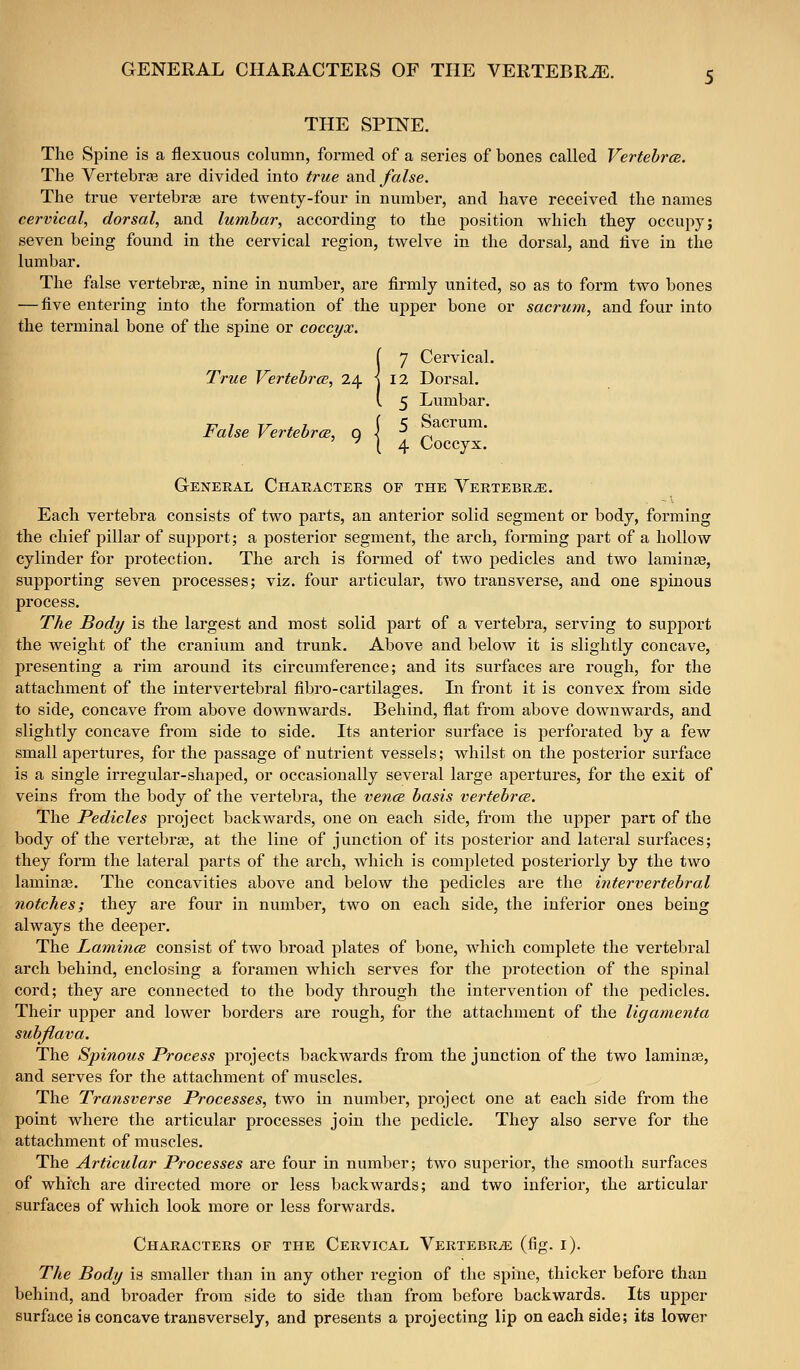 THE SPINE. The Spine is a flexuous column, formed of a series of bones called VertehrcB. The Vertebras are divided into true ?in^ false. The true vertebrae are twenty-four in number, and have received the names cervical, dorsal, and lumbar, according to the position which they occupy; seven being found in the cervical region, twelve in the dorsal, and five in the lumbar. The false vertebrae, nine in number, are firmly united, so as to form two bones — five entering into the formation of the upper bone or sacrum, and four into the terminal bone of the spine or coccyx. !7 Cei'vical. 12 Dorsal. 5 Lumbar. False VertebrcB, Q \ ^ r-^ ^ ( 4 Coccyx. General Characters of the Vertebra. Each vertebi'a consists of two parts, an anterior solid segment or body, forming the chief pillar of supj)ort; a posterior segment, the arch, forming part of a hollow cylinder for protection. The arch is formed of two pedicles and two laminae, supporting seven processes; viz. four articular, two transverse, and one spinous process. The Body is the largest and most solid part of a vertebra, serving to support the weight of the cranium and trunk. Above and below it is slightly concave, presenting a rim around its circumference; and its surfaces are rough, for the attachment of the intervertebral fibro-cartilages. In front it is convex from side to side, concave from above downwards. Behind, flat from above downwards, and slightly concave from side to side. Its anterior surface is perforated by a few small apertures, for the passage of nutrient vessels; whilst on the posterior surface is a single irregular-shaped, or occasionally several large apertures, for the exit of veins from the body of the vertebra, the vencB basis vertebrcB. The Pedicles project backwards, one on each side, from the upper part of the body of the vertebrte, at the line of junction of its posterior and lateral surfaces; they form the lateral parts of the arch, which is completed posteriorly by the two laminae. The concavities above and below the pedicles are the intervertebral notches; they are four in number, two on each side, the inferior ones being always the deeper. The Lamiiice consist of two broad plates of bone, Avhich complete the vertebral arch behind, enclosing a foramen which serves for the protection of the spinal cord; they are connected to the body through the intervention of the pedicles. Their upper and lower borders are rough, for the attachment of the ligamenta subfiava. The Spinous Process projects backwards from the junction of the two laminae, and serves for the attachment of muscles. The Transverse Processes, two in number, project one at each side from the point where the articular processes join the pedicle. They also serve for the attachment of muscles. The Articular Processes are four in number; two superior, the smooth surfaces of which are directed more or less backwards; and two inferior, the articular surfaces of which look more or less forwards. Characters of the Cervical Vertebrae (fig. i). The Body is smaller than in any other region of the spine, thicker before than behind, and broader from side to side than from before backwards. Its upper surface is concave transversely, and presents a projecting lip on each side; its lower