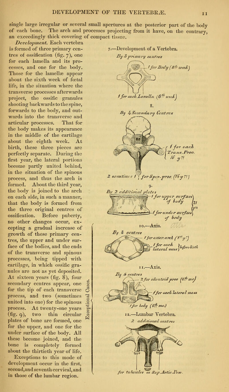 DEVELOPMENT OF THE VERTEBRAE. II single large irregular or several small apertures at the posterior part of the body of each bone. The arch and processes projecting from it have, on the contrary, an exceedingly thick covering of compact tissue. Development. Each vertebra 7.—Development of a Vertebra. Sif Sjyvimary eeyitres is formed of three primary cen- tres of ossification (fig. 7), one for each lamella and its pro- cesses, and one for the body. Those for the lamellae appear about the sixth week of foetal life, in the situation where the transverse processes afterwards project, the ossific granules shooting backwards to the spine, forwards to the body, and out- wards into the transverse and articular processes. That for the body makes its appearance in the middle of the cartilage about the eighth week. At birth, these three pieces are perfectly separate. During the first year, the lateral portions become partly united behind, in the situation of the spinous process, and thus the arch is formed. About the third year, the body is joined to the arch on each side, in such a manner, that the body is formed from the three original centres of ossification. Before puberty, no other changes occur, ex- cepting a gradual increase of growth of these primary cen- tres, the upper and under sur- face of the bodies, and the ends of the transverse and spinous processes, being tipped with cartilage, in which ossific gra- nules are not as yet deposited. At sixteen years (fig. 8), four secondary centres appear, one for the tip of each transverse process, and two (sometimes united into one) for the spinous process. At twenty-one years (fig. 9), two thin circular plates of bone are formed, one for the upper, and one for the under surface of the body. All these become joined, and the bone is completely formed about the thirtieth year of life. Exceptions to this mode of development occur in the first, second,and seventh cervical, and in those of the lumbar region. /JurBody (8'?.> iinck) f for each XavieUa (6-■ week 1 fy J4.,Secondary Centre^' f/ ■foT eaeJi, TrcLJus.Proo. (iSy v.] 9- lates 1 for upver surfaci\ of lady L Irs \—ifor u?i({<}r stivfacA f bod' y o I o.—Axis. £1/ 3 eeiitres f,fvr aritej'. aiv& f'^^y ■''] \ f for each ), , ,.^, ^•^j''_, I \befo-ro birth IcjteraL mam) •' II.—Axis. S centTes Z for odo7iti>£dproa fetf-oioj /for each Zcbteral jno,ts ' /for tody (6'^ mo.) 12.—Lumbar Vertebra. ^ axtdituynal ccjitrea for tvherel^s on Su.p.Artie.Proo.