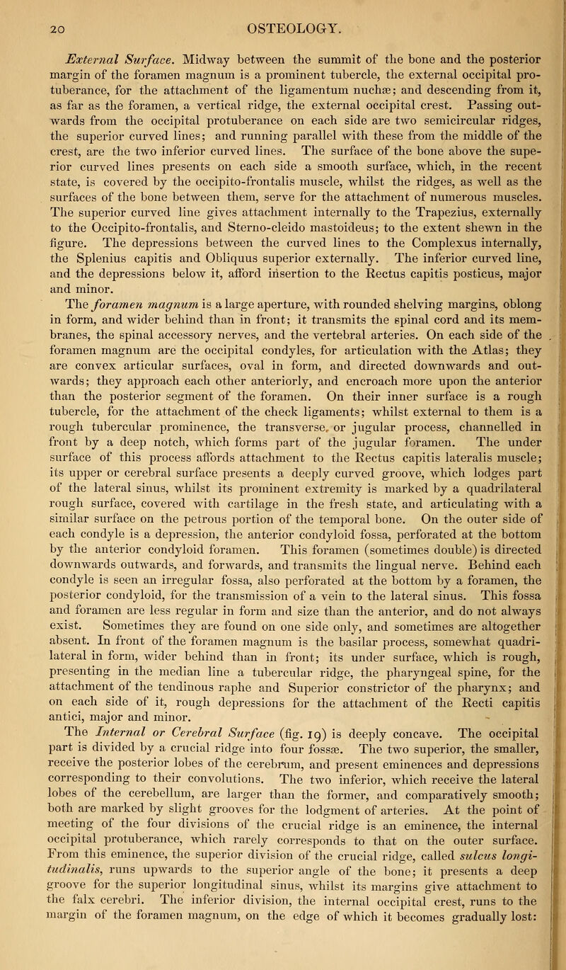 External Surface. Midway between the summit of tlie bone and the posterior margin of the foramen magnum is a prominent tubercle, the external occipital pro- tuberance, for the attachment of the ligamentum nuchas; and descending from it, as far as the foramen, a vertical ridge, the external occipital crest. Passing out- wards from the occipital protuberance on each side are two semicircular ridges, the superior curved lines; and running parallel with these fx'om the middle of the crest, are the two inferior curved lines. The surface of the bone above the supe- rior curved lines presents on each side a smooth surface, which, in the recent state, is covered by the occipito-frontalis muscle, whilst the ridges, as well as the surfaces of the bone between them, serve for the attachment of numerous muscles. The superior curved line gives attachment internally to the Trapezius, externally to the Occipito-frontalis, and Sterno-cleido mastoideus; to the extent shewn in the figure. The depressions between the curved lines to the Complexus internally, the Splenius capitis and Obliquus superior externally. The inferior curved line, and the depressions below it, afford insertion to the Rectus capitis posticus, major and minor. The foramen magnum is a large aperture, with rounded shelving margins, oblong in form, and wider behind than in front; it transmits the spinal cord and its mem- branes, the spinal accessory nerves, and the vertebral arteries. On each side of the foramen magnum are the occipital condyles, for articulation with the Atlas; they are convex articular surfaces, oval in form, and directed downwards and out- wards; they approach each other anteriorly, and encroach more upon the anterior than the posterior segment of the foramen. On their inner surface is a rough tubercle, for the attachment of the check ligaments; whilst external to them is a rough tubercular prominence, the transverse, or jugular process, channelled in front by a deep notch, which forms part of the jugular foramen. The under surface of this process affords attachment to the Rectus capitis lateralis muscle; its upper or cerebral surface presents a deeply curved groove, which lodges part of the lateral sinus, whilst its prominent extremity is marked by a quadrilateral rough surface, covered with cartilage in the fresh state, and articulating with a similar surface on the petrous portion of the temporal bone. On the outer side of each condyle is a depression, the anterior condyloid fossa, perforated at the bottom by the anterior condyloid foramen. This foramen (sometimes double) is directed downwards outwards, and forwards, and transmits the lingual nerve. Behind each condyle is seen an irregular fossa, also perforated at the bottom by a foramen, the posterior condyloid, for the transmission of a vein to the lateral sinus. This fossa and foramen are less regular in form and size than the anterior, and do not always exist. Sometimes they are found on one side only, and sometimes are altogether absent. In front of the foramen magnum is the basilar process, somewhat quadri- lateral in form, wider behind than in front; its under surface, which is rough, presenting in the median line a tubercvilar ridge, the pharyngeal spine, for the attachment of the tendinous raphe and Superior constrictor of the pharynx; and on each side of it, rough depressions for the attachment of the Recti capitis antici, major and minor. The Internal or Cerebral Surface (fig. 19) is deeply concave. The occipital part is divided by a crucial ridge into four fossse. The two superior, the smaller, receive the posterior lobes of the cerebrum, and present eminences and depressions corresponding to their convolutions. The two inferior, which receive the lateral lobes of the cerebellum, are larger than the former, and comparatively smooth; both are marked by slight grooves for the lodgment of arteries. At the point of meeting of the four divisions of the crucial ridge is an eminence, the internal occipital protuberance, which rarely corresponds to that on the outer surface. From this eminence, the superior division of the crucial ridge, called sulcus longi- tudinalis, runs upwards to the superior angle of the bone; it presents a deep groove for the superior longitudinal sinus, whilst its margins give attachment to the falx cerebri. The inferior division, the internal occipital crest, runs to the margin of the foramen magnum, on the edge of which it becomes gradually lost: