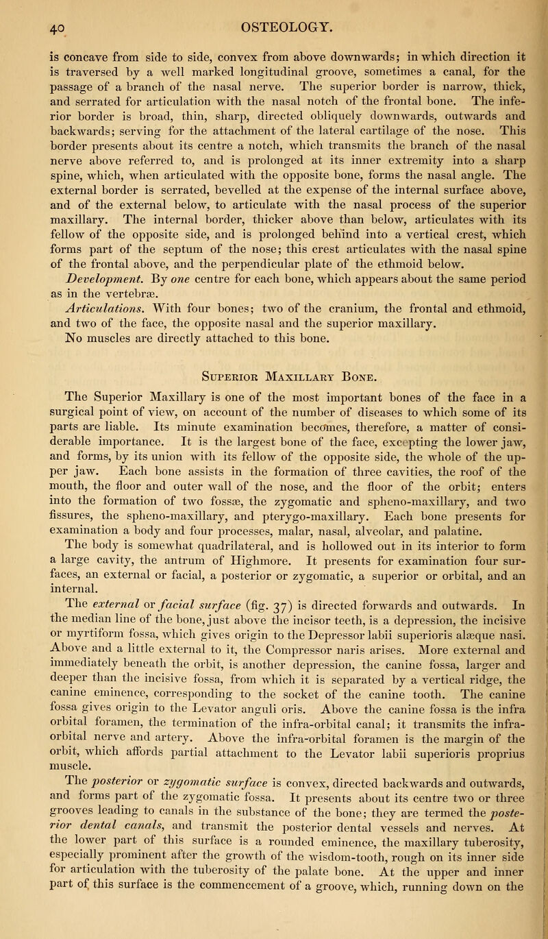 is concave from side to side, convex from above downwards; in which direction it is traversed by a well marked longitudinal groove, sometimes a canal, for the passage of a branch of the nasal nerve. The superior border is narrow, thick, and serrated for articulation with the nasal notch of the frontal bone. The infe- rior border is broad, thin, sharp, directed obliquely downwards, outwards and backwards; serving for the attachment of the lateral cartilage of the nose. This border presents about its centre a notch, which transmits the branch of the nasal nerve above referred to, and is prolonged at its inner extremity into a sharp spine, which, when articulated with the opposite bone, forms the nasal angle. The external border is serrated, bevelled at the expense of the internal surface above, and of the external below, to articulate with the nasal process of the superior maxillary. The internal border, thicker above than below, articulates with its fellow of the opposite side, and is prolonged behind into a vertical crest, which forms part of the septum of the nose; this crest articulates with the nasal spine of the frontal above, and the perpendicular plate of the ethmoid below. Development. By one centre for each bone, which appears about the same period as in the vertebras. Articulations. With four bones; two of the cranium, the frontal and ethmoid, and two of the face, the opposite nasal and the superior maxillary. No muscles are directly attached to this bone. Superior Maxillary Bone. The Superior Maxillary is one of the most important bones of the face in a surgical point of view, on account of the number of diseases to which some of its parts are liable. Its minute examination beccrmes, therefore, a matter of consi- derable importance. It is the largest bone of the face, excepting the lower jaw, and forms, by its union with its fellow of the opposite side, the whole of the up- per jaw. Each bone assists in the formation of three cavities, the roof of the mouth, the floor and outer wall of the nose, and the floor of the orbit; enters into the formation of two fossae, the zygomatic and spheno-maxillary, and two fissures, the spheno-maxillary, and pterygo-maxillary. Each bone presents for examination a body and four processes, malar, nasal, alveolar, and palatine. The body is somewhat quadrilateral, and is hollowed out in its interior to form a large cavity, the antrum of Highmore. It presents for examination four sur- faces, an external or facial, a posterior or zygomatic, a superior or orbital, and an internal. The external or facial surface (fig. 37) is directed forwards and outwards. In the median line of the bone, just above the incisor teeth, is a depression, the incisive or myrtiform fossa, which gives origin to the Depressor labii superioris alaeque nasi. Above and a little external to it, the Compressor naris arises. More external and immediately beneath the orbit, is another depression, the canine fossa, larger and deeper than the incisive fossa, from which it is separated by a vertical ridge, the canine eminence, corresponding to the socket of the canine tooth. The canine fossa gives origin to the Levator anguli oris. Above the canine fossa is the infra orbital foramen, the termination of the infra-orbital canal; it transmits the infra- orbital nerve and artery. Above the infra-orbital foramen is the margin of the orbit, which afibrds partial attachment to the Levator labii superioris proprius muscle. The posterior or zygomatic surface is convex, directed backwards and outwards, and forms part of the zygomatic fossa. It presents about its centre two or three grooves leading to canals in the substance of the bone; they are termed the poste- rior dental canals, and transmit the posterior dental vessels and nerves. At the lower part of this surface is a rounded eminence, the maxillary tuberosity, especially prominent after the growth of the wisdom-tooth, rough on its inner side for articulation with the tuberosity of the palate bone. At the upper and inner part of this surface is the commencement of a groove, which, running down on the