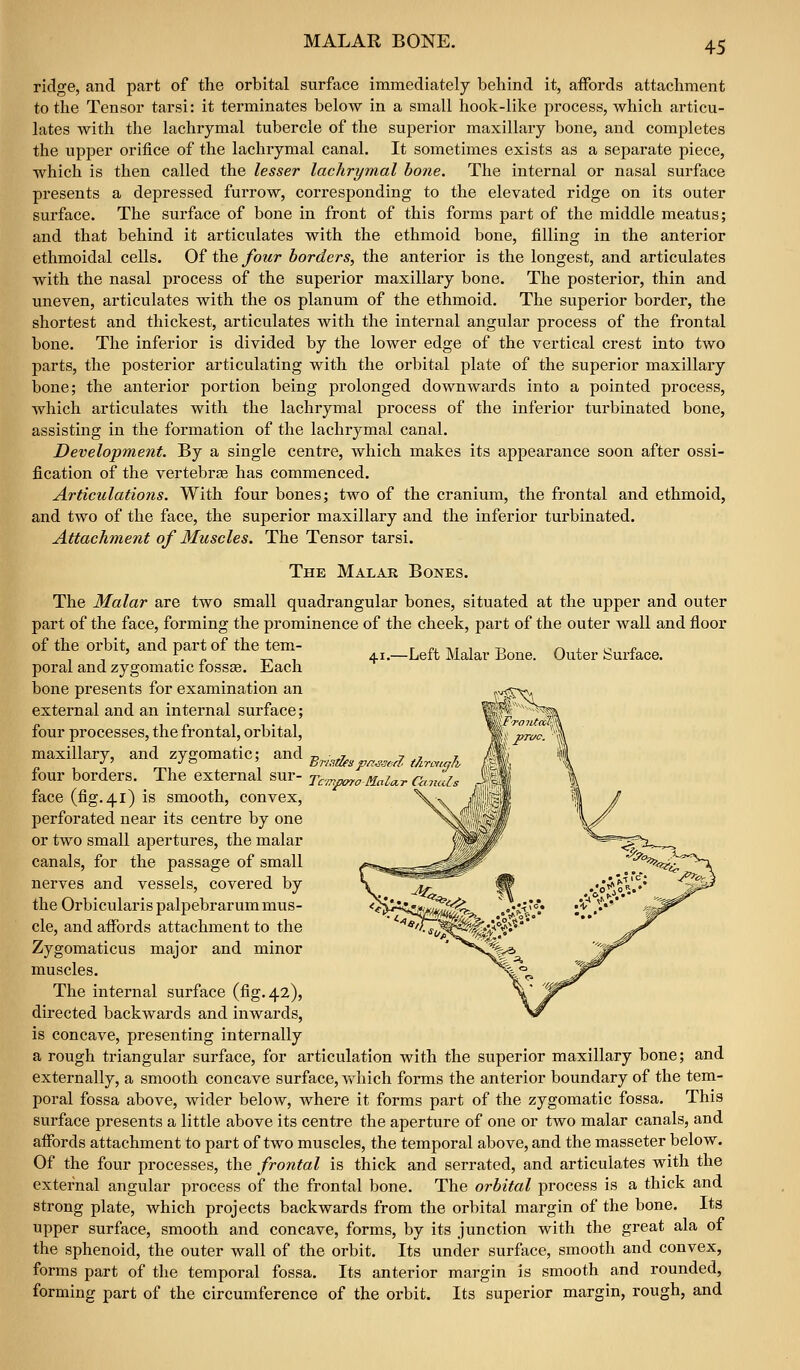 41.—Left Malar Bone. Outer Surface. ridge, and part of the orbital surface immediately behind it, affords attachment to the Tensor tarsi: it terminates below in a small hook-like process, which articu- lates with the lachrymal tubercle of the superior maxillaiy bone, and completes the upper orifice of the lachrymal canal. It sometimes exists as a separate piece, which is then called the lesser lachrymal bone. The internal or nasal surface presents a depressed furrow, corresponding to the elevated ridge on its outer surface. The surface of bone in front of this forms part of the middle meatus; and that behind it articulates with the ethmoid bone, filling in the anterior ethmoidal cells. Of the four borders, the anterior is the longest, and articulates with the nasal process of the superior maxillary bone. The posterior, thin and uneven, articulates with the os planum of the ethmoid. The superior border, the shortest and thickest, articulates with the internal angular process of the frontal bone. The inferior is divided by the lower edge of the vertical crest into two parts, the posterior articulating with the orbital plate of the superior maxillary bone; the anterior portion being prolonged downwards into a pointed process, which articulates with the lachrymal process of the inferior turbinated bone, assisting in the formation of the lachrymal canal. Development. By a single centre, which makes its appearance soon after ossi- fication of the vertebrse has commenced. Articulations. With four bones; two of the cranium, the frontal and ethmoid, and two of the face, the superior maxillary and the inferior turbinated. Attachment of Muscles. The Tensor tarsi. The Malar Bones. The Malar are two small quadrangular bones, situated at the upper and outer part of the face, forming the prominence of the cheek, part of the outer wall and floor of the orbit, and part of the tem- poral and zygomatic fossae. Each bone presents for examination an external and an internal surface; four processes, the frontal, orbital, maxillary, and zygomatic; and four borders. The external sur- face (fig. 41) is smooth, convex, perforated near its centre by one or two small apertures, the malar canals, for the passage of small nerves and vessels, covered by the Orbicularis palpebrarum mus- cle, and affords attachment to the Zygomaticus major and minor muscles. The internal surface (fig. 42), directed backwards and inwards, is concave, presenting internally a rough triangular surface, for articulation with the superior maxillary bone; and externally, a smooth concave surface, which forms the anterior boundary of the tem- poral fossa above, wider below, where it forms part of the zygomatic fossa. This surface presents a little above its centre the aperture of one or two malar canals, and affords attachment to part of two muscles, the temporal above, and the masseter below. Of the four processes, the frontal is thick and serrated, and articulates with the external angular process of the frontal bone. The orbital process is a thick and strong plate, which projects backwards from the orbital margin of the bone. Its upper surface, smooth and concave, forms, by its junction with the great ala of the sphenoid, the outer wall of the orbit. Its under surface, smooth and convex, forms part of the temporal fossa. Its anterior margin is smooth and rounded, forming part of the circumference of the orbit. Its superior margin, rough, and Tcrrtporo M.ala.r Cancels