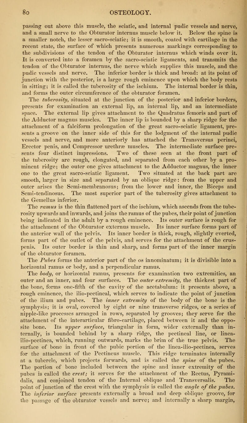 passing out above this muscle, the sciatic, nnd internal pndic vessels and nerve, and a small nerve to the Obturator internus muscle below it. Below the spine is a smaller notch, the lesser sacro-sciatic; it is smooth, coated with cartilage in the recent state, the surface of which presents nmnerous markings corresponding to the subdivisions of the tendon of the Obturator internus which winds over it. It is converted into a foramen by the sacro-sciatic ligaments, and transmits the tendon of the Obturator interniis, the nerve which supplies this muscle, and the pudic vessels and nerve. The inferior border is thick and broad: at its point of junction with the posterior, is a large rough eminence upon which the body rests in sittmg; it is called the tuberosity of the ischium. The internal border is thin, and forms the outer circumference of the obturator foramen. The tuberosity, situated at the junction of the posterior and inferior borders, presents for examination an external lip, an internal lip, and an intermediate space. The external lip gives attachment to the Quadratus femoris and part of the Adductor magnus muscles. The inner lip is bounded by a sharp ridge for the attachment of a falciform prolongation of the great sacro-sciatic ligament, pre- sents a groove on the inner side of this for the lodgment of the internal pudic vessels and nerve, and more anteriorly has attached the Transversus pei'inei. Erector penis, and Compressor urethra muscles. The intermediate surface pre- sents four distinct impressions. Two of these seen at the front part of the tuberosity ai-e rough, elongated, and separated from each other by a pro- minent ridge; the outer one gives attachment to the Adductor magnus, the inner one to the great sacro-sciatic ligament. Two situated at the back part ai'e smooth, lai'ger in size and separated by an oblique ridge: from the upper and outer arises the Semi-membranosus; from the lower and inner, the Biceps and Semi-tendinosus. The most superior part of the tuberosity gives attachment to the Gemellus inferior. The ramus is the thin flattened part of the ischium, which ascends from the tube- rosity upwai'ds and inwards, and joins the ramus of the pubes, their point of junction being indicated in the adult by a rough eminence. Its outer surface is rough for the attachment of the Obturator exteruus muscle. Its inner surface forms part of the anterior wall of the pelvis. Its inner border is thick, rough, slightly everted, forms part of the outlet of the pelvis, and serves for the attachment of the crus- peuis. Its outer b-order is thin and sharp, and forms part of the inner margin of the obturator foramen. The Pubes forms the anterior part of the os innominatum; it is divisible into a horizontal ramus or body, and a perpendicular ramus. The body, or horizontal ramus, presents for examination two extremities, an outer and an inner, aud four surfaces. The outer extremity, the thickest part of the bone, forms one-fifth of the cavity of the acetabulum: it presents above, a rough eminence, the ilio-pectineal, which serves to indicate the point of junction of the ilium and pubes. The inner extremity of the body of the bone is the symphysis; it is oval, covered by eight or nine transverse ridges, or a series of nipple-like processes arranged in rows, separated by grooves; they serve for the attachment of the interarticular fibro-cartilage, placed between it and the oppo- site bone. Its upper surface, triangular in form, wider extei'nally than in- ternally, is bounded behind by a sharp ridge, the pectineal line, or linea- ilio-pectinea, which, running outwards, marks the brim of the true pelvis. The surfice of bone in front of the pubic portion of the linea-ilio-pectinea, serves for the attachment of the Pectineus muscle. This ridge terminates internally at a tubercle, which projects forwards, and is called the spine of the pubes. The portion of bone included between the spine and inner extremity of the pubes is called the crest; it serves for the attachment of the Rectus, Pyrami- dalis, and conjoined tendon of the Internal oblique and Transversalis. The point of junction of the crest with the symphysis is called the angle of the pubes. The inferior surface presents externally a broad and deep oblique groove, for the passage of the obturator vessels and nerve; and internally a sharp margin,