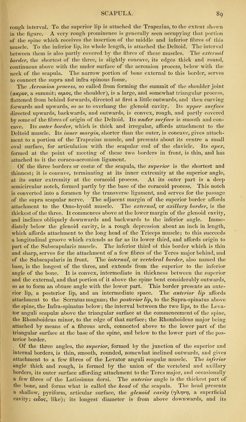 roui^h interval. To the superior lip is attached the Trapezius, to the extent shown in the figure. A very rough prominence is generally seen occupying that portion of the spine which receives the insertion of the middle and inferior fibres of this muscle. To the inferior lip, its whole length, is attached the Deltoid. The interval between them is also partly covered by the fibres of these muscles. The external border, the shortest of the three, is slightly concave, its edges thick and round, continuous above with the under surface of the acromion, process, below with the neck of the scapula. The narrow portion of bone external to this border, serves to connect the supra and infra spinous fosste. The Acromion process, so called from forming the summit of the shoulder joint {aKpov, a summit; w/xo?, the shoulder), is a large, and somewhat triangular process, flattened from behind forwards, directed at first a little outwards, and then curving forwards and upwards, so as to overhang the glenoid cavity. Its upper surface directed upwards, backwards, and outwards, is convex, rough, and partly covered by some of the fibres of origin of the Deltoid. Its under surface is smooth and con- cave. Its outer border, which is thick and irregular, affords attachment to the Deltoid muscle. Its inner margin, shorter than the outer, is concave, gives attach- ment to a portion of the Trapezius muscle, and presents about its centre a small oval surface, for articulation with the scapular end of the clavicle. Its apex, formed at the point of meeting of these two borders in front, is thin, and has attached to it the coraco-acromion ligament. Of the three borders or costge of the scapula, the superior is the shortest and thinnest; it is concave, terminating at its inner extremity at the superior angle, at its outer extremity at the coracoid process. At its outer part is a deep semicircular notch, formed partly by the base of the coracoid process. This notch is converted into a foramen by the transverse ligament, and serves for the passage of the supra scapular nerve. The adjacent margin of the superior border affords attachment to the Omo-hyoid muscle. The external, or axillary border, is the thickest of the three. It commences above at the lower margin of the glenoid cavity, and inclines obliquely downwards and backwards to the inferior angle. Imme- diately below the glenoid cavity, is a rough depression about an inch in length, which affords attachment to the long head of the Triceps muscle; to this succeeds a longitudinal groove which extends as far as its lower third, and affords origin to part of the Subscapularis muscle. The inferior third of this border which is thin and sharp, serves for the attachment of a few fibres of the Teres major behind, and of the Subscapularis in front. The internal, or vertebral border, also named the base, is the longest of the three, and extends from the superior to the inferior angle of the bone. It is convex, intermediate in thickness between the superior and the external, and that portion of it above the spine bent considerably outwards, so as to form an obtuse angle with the lower part. This border presents an ante- rior lip, a posterior lip, and an intermediate space. The anterior lip affords attachment to the Serratusmagnus; ihe posterior lip, to the Supra-spinatus above the spine, the Infra-spinatus below; the interval between the two lips, to the Leva- tor anguli scapulee above the triangular surface at the commencement of the spine, the Rhomboideus minor, to the edge of that surface; the Rhomboideus major being attached by means of a fibrous arch, connected above to the lower part of the triangular surface at the base of the spine, and below to the lower part of the pos- terior border. Of the three angles, the superior, formed by the junction of the superior and internal borders, is thin, smooth, rounded, somewhat inclined outwards, and gives attachment to a few fibres of the Levator anguli scapulae muscle. The inferior angle thick and rough, is formed by the union of the vertebral and axillary borders, its outer surface affording attachment to the Teres major, and occasionally a few fibres of the Latissimus dorsi. The anterior angle is the thickest part of the bone, and forms what is called the head of th.e scapula. The head presents a shallow, pyriform, articular surface, the glenoid cavity {'yXrjvrj, a superficial cavity; etSo?, like); its longest diameter is from above downwards, and its