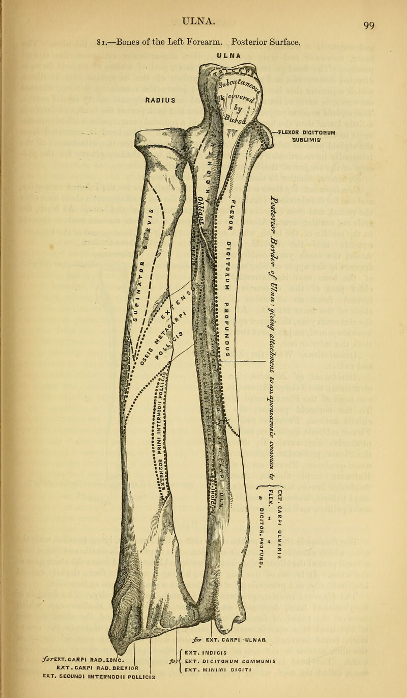 !i.—Bones of the Left Forearm. Posterior Surface. ULNA RADIUS 99 yI?7*EX.T.CARPI RAD.to EXT. CARPI RAD.BiLi EXT. SECUNDl INTERNODII POLLICl's LGXOK DICITORUM 'SUBLIMIS' EXT. CARPI ULNAS EXT. INDICIS EXT. DICITORUM COMMUNIS EXT. MIIMimi DICITI