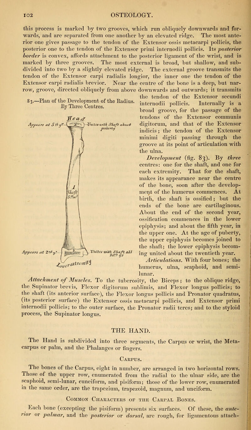 this process is marked by two grooves, which run obliquely downwards and for- wards, and are separated from one another by an elevated ridge. The most ante- rior one gives passage to the tendon of the Extensor ossis metacarpi pollicis, the posterior one to the tendon of the Extensor primi internodii pollicis. Its posterior border is convex, affords attachment to the posterior ligament of the wrist, and is marked by three grooves. The most external is broad, but shallow, and sub- divided into two by a slightly elevated ridge. The external groove transmits the tendon of the Extensor carpi radialis longior, the inner one the tendon of the Extensor carpi radialis brevior. Near the centre of the bone is a deep, but nar- row, groove, directed obliquely from above downwards and outwards; it transmits the tendon of the Extensor secundi 83.—Plan of the Development of the Eadius. By Three Centres. AjpjicaTS at 5pliy- B>«-^ ) —V'nJtes with Shaft 1 '/hott.-C internodii pollicis. Internally is a broad groove, for the passage of the tendons of the Extensor communis digitorum, and that of the Extensor indicis; the tendon of the Extensor minimi digiti passing through the groove at its point of articulation with the ulna. Development (fig. 83). By three centres: one for the shaft, and one for each extremity. That for the shaft, makes its appearance near the centre of the bone, soon after the develop- ment of the humerus commences. At birth, the shaft is ossified; but the ends of the bone are cartilaginous. About the end of the second year, ossification commences in the lower epiphysis; and about the fifth year, in the upper one. At the age of puberty, the upper epiphysis becomes joined to the shaft; the lower epiphysis becom- ing united about the twentieth year. Articulations. With four bones; the humerus, ulna, scaphoid, and semi- lunar. Attachment of Muscles. To the tuberosity, the Biceps; to the oblique ridge, the Supinator brevis. Flexor digitorum sublimis, and Flexor longus pollicis; to the shaft (its anterior surface), the Flexor longus pollicis and Pronator quadratus, (its posterior surface) the Extensor ossis metacarpi pollicis, and Extensor primi internodii pollicis; to the outer surface, the Pronator radii teres; and to the styloid process, the Supinator longus. k Appears at Zv^-y.^—^1 ^iir^tr.^it^J THE HAND. The Hand is subdivided into three segments, the Carpus or wrist, the Meta- carpus or palm, and the Phalanges or fingers. Carpus. The bones of the Cai-pus, eight in number, are arranged in two horizontal rows. Those of the upper row, enumerated from the radial to the ulnar side, are the scaphoid, semi-lunar, cuneiform, and pisiform; those of the lower row, enumerated m the same order, are the trapezium, trapezoid, magnum, and unciform. Common Characters of the Carpal Bones. Each bone (excepting the pisiform) presents six surfaces. Of these, the ante- rior or palmar, and the posterior or dorsal, are rough, for ligamentous attach-