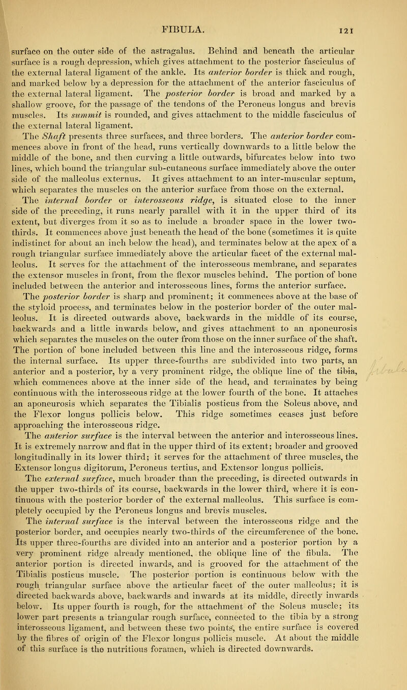 surface on the outer side of the astragalus. Behind and beneath the articular surface is a rough depression, which gives attachment to the posterior fasciculus of the external lateral ligament of the ankle. Its anterior border is thick and rough, and marked below by a depression for the attachment of the anterior fasciculus of the external lateral ligament. The posterior border is broad and marked by a shallow groove, for the passage of the tendons of the Peroneus longus and brevis muscles. Its summit is rounded, and gives attachment to the middle fasciculus of the external lateral ligament. The Shaft presents three surfaces, and three borders. The anterior border com- mences above in front of the head, runs vertically downwards to a little below the middle of the bone, and then curving a little outwards, bifurcates below into two lines, which bound the triangular sub-cutaneous surface immediately above the outer side of the malleolus externus. It gives attachment to an inter-muscular septum, which separates the muscles on the anterior surface from those on the external. The internal border or interosseous ridge, is situated close to the inner side of the preceding, it runs nearly parallel with it in the upper third of its extent, but diverges from it so as to include a broader space in the lower two- thirds. It commences above just beneath the head of the bone (sometimes it is quite indistinct for about an inch below the head), and terminates below at the apex of a rough triangular surface immediately above the articular facet of the external mal- leolus. It serves for the attachment of the interosseous membrane, and separates the extensor muscles in front, from the flexor muscles behind. The portion of bone included between the anterior and interosseous lines, forms the anterior surface. The posterior border is sharp and prominent; it commences above at the base of the styloid process, and terminates below in the posterior border of the outer mal- leolus. It is directed outwards above, backwards in the middle of its course, backwards and a little inwards below, and gives attachment to an aponeurosis which separates the muscles on the outer from those on the inner surface of the shaft. The portion of bone included bet-v^een this line and the interosseous ridge, forms the internal surface. Its upper three-fourths are subdivided into two parts, an anterior and a posterior, by a very prominent ridge, the oblique line of the tibia, which commences above at the inner side of the head, and terminates by being continuous with the interosseous ridge at the lower fourth of the bone. It attaches an aponeurosis which separates the Tibialis posticus from the Soleus above, and the Flexor longus poUicis below. This ridge sometimes ceases just before approaching the interosseous ridge. The anterior surface is the interval between the anterior and interosseous lines. It is extremely narrow and flat in the upper third of its extent; broader and grooved longitudinally in its lower third; it serves for the attachment of three muscles, the Extensor longus digitorum, Peroneus tertius, and Extensor longus pollicis. The external surface, much broader than the preceding, is directed outwards in the upper two-thirds of its course, backwards in the lower third, where it is con- tinuous with the posterior border of the external malleolus. This surface is com- pletely occupied by the Peroneus longus and brevis muscles. The internal surface is the interval between the interosseous ridge and the posterior border, and occupies nearly two-thirds of the circumference of the bone. Its upper three-fourths are divided into an anterior and a posterior portion by a very prominent ridge already mentioned, the oblique line of the fibula. The anterior portion is directed inwards, and is grooved for the attachment of the Tibialis posticus muscle. The posterior portion is continuous below with the rough triangular surface above the articular facet of the outer malleolus; it is directed backwards above, backwards and inwards at its middle, directly inwards below. Its upper fourth is rough, for the attachment of the Soleus muscle; its lower part presents a triangular rough surface, connected to the tibia by a strong interosseous ligament, and between these two points, the entire surface is covered by the fibres of origin of the Flexor longus pollicis muscle. At about the middle of this surface is the nutritious foramen, which is directed downwards.
