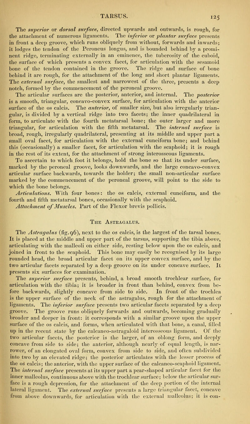 The superior or dorsal surface, directed upwards and outwards, is rough, for the attacluiient of numerous ligaments. The inferior or plantar surface presents in front a deep groove, which runs obliquely from without, forwards and inwards; it lodges the tendon of the Peroneus longus, and is bounded behind by a promi- nent ridge, terminating externally in an eminence, the tuberosity of the cuboid, the surface of which presents a convex facet, for articulation with the sesamoid bone of the tendon contained in the groove. The ridge and surface of bone behind it are rough, for the attachment of the long and short plantar ligaments. The external surface, the smallest and narrowest of the three, presents a deep notch, formed by the commencement of the peroneal groove. The articular surfaces are the posterior, anterior, and internal. The posterior is a smooth, triangular, concavo-convex surface, for articulation with the anterior surface of the os calcis. The anterior, of smaller size, but also irregularly trian- gular, is divided by a vertical ridge into two facets; the inner quadrilateral in form, to articulate with the fourth metatarsal bone; the outer larger and more triangular, for articulation with the fifth metatarsal. The internal surface is broad, rough, irregularly quadrilateral, presenting at its middle and upper part a small oval facet, for articulation with the external cuneiform bone; and behind this (occasionally) a smaller facet, for articulation with the scaphoid; it is rough in the rest of its extent, for the attachment of strong interosseous ligaments. To ascertain to which foot it belongs, hold the bone so that its under surface, marked by the peroneal groove, looks downwards, and the large concavo-convex articular surface backwards, towards the holder; the small non-articular surface marked by the commencement of the peroneal groove, will point to the side to which the bone belongs. Articulations. With four bones: the os calcis, external cuneiform, and the fourth and fifth metatarsal bones, occasionally with the scaphoid. Attachment of Muscles. Part of the Flexor brevis pollicis. The Astragalus. The Astragalus (fig. 96), next to the os calcis, is the largest of the tarsal bones. It is placed at the middle and upper part of the tarsus, supporting the tibia above, articulating with the malleoli on either side, resting below upon the os calcis, and joined in front to the scaphoid. This bone may easily be recognised by its large rounded head, the broad articular facet on its upper convex surface, and by the two articular facets separated by a deep groove on its under concave surface. It presents six surfaces for examination. The superior surface presents, behind, a broad smooth trochlear surface, for articulation with the tibia; it is broader in front than behind, convex from be- fore backwards, slightly concave from side to side. In front of the trochlea is the upper surface of the neck of the astragalus, rough for the attachment of ligaments. The inferior surface presents two articular facets separated by a deep groove. The groove runs obliquely forwards and outwards, becoming gradually broader and deeper in front: it corresponds with a similar groove upon the upper surface of the os calcis, and forms, when articulated with that bone, a canal, filled up in the recent state by the calcaneo-astragaloid interosseous ligament. Of the two articular facets, the posterior is the larger, of an oblong form, and deeply concave from side to side; the anterior, although nearly of equal length, is nar- rower, of an elongated oval form, convex from side to side, and often subdivided into two by an elevated ridge; the posterior articulates with the lesser process of the 0^ calcis; the anterior, with the upper surface of the calcaneo-scaphoid ligament. The internal surface presents at its upper part a pear-shaped articular facet for the inner malleolus, continuous above with the trochlear surface; below the articular sur- face is a rough depression, for the attachment of the deep portion of the internal lateral ligament. The external surface presents a large triangular facet, concave from aljove downwards, for articulation with the external malleolus; it is con-