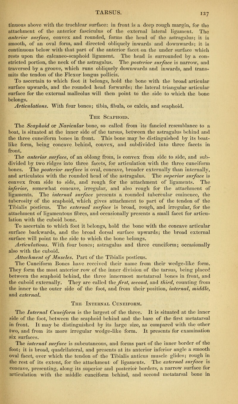 tinuous above with the trochlear surface: in front is a deep rough margin, for the attachment of the anterior fasciculus of the external lateral ligament. The anterior surface, convex and rounded, forms the head of the astragalus; it is smooth, of an oval form, and directed obliquely inwards and downwards; it is continuous below with that part of the anterior facet on the under surface which rests upon the calcaneo-scaphoid ligament. The head is surrounded by a con- stricted portion, the neck of the astragalus. The posterior surface is narrow, and traversed by a groove, which runs obliquely downwards and inwards, and trans- mits the tendon of the Flexor longus pollicis. To ascertain to which foot it belongs, hold the bone with the broad articular surface upwards, and the rounded head forwards; the lateral triangular articular surface for the external malleolus will then point to the side to which the bone belongs. Articulations. With four bones; tibia, fibula, os calcis, and scaphoid. The Scaphoid. The Scaphoid or Navicular bone, so called from its fancied resemblance to a boat, is situated at the inner side of the tarsus, between the astragalus behind and the three cuneiform bones in front. This bone may be distinguished by its boat- like form, being concave behind, convex, and subdivided into three facets in front. The anterior surface, of an oblong from, is convex from side to side, and sub- divided by two ridges into three facets, for articulation with the three cuneiform bones. The posterior surface is oval, concave, broader externally than internally, and articulates with the rounded head of the astragalus. The superior surface is convex from side to side, and rough for the attachment of ligaments. The inferior, somewhat concave, irregular, and also rough for the attachment of ligaments. The internal surface presents a rounded tubercular eminence, the tuberosity of the scaphoid, which gives attachment to part of the tendon of the Tibialis posticus. The external surface is broad, rough, and irregular, for the attachment of ligamentous fibres, and occasionally presents a small facet for articu- lation with the cuboid bone. To ascertain to which foot it belongs, hold the bone with the concave articular surface backwards, and the broad dorsal surface upwards; the broad external surface will point to the side to which the bone belongs. Articulations. With four bones; astragalus and three cuneiform; occasionally also with the cuboid. Attachment of Muscles. Part of the Tibialis posticus. The Cuneiform Bones have received their name from their wedge-like form. They form the most anterior row of the inner division of the tarsus, being placed between the scaphoid behind, the three innermost metatarsal bones in front, and the cuboid externally. They are called ihe first, second, and third, counting from the inner to the outer side of the foot, and from their position, internal, middle, and external. The Internal Cuneiform. The Internal Cuneiform is the largest of the three. It is situated at the inner side of the foot, between the scaphoid behind and the base of the first metatarsal in front. It may be distinguished by its large size, as compared with the other two, and from its more irregular wedge-like form. It presents for examination six surfaces. The internal surface is subcutaneous, and forms part of the inner border of the foot; it is broad, quadrilateral, and presents at its anterior inferior angle a smooth oval facet, over which the tendon of the Tibialis anticus muscle glides; rough in the rest of its extent, for the attachment of ligaments. The external surface is concave, presenting, along its superior and posterioi- borders, a narrow surface for articulation with the middle cuneiform behind, and second metatarsal bone in