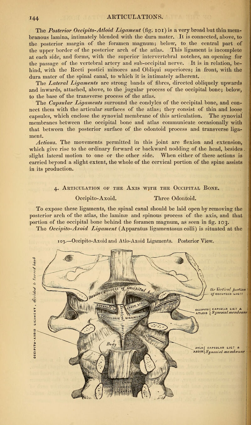 The Posterior Occipito-Atloid Ligament (fig. lOi) is a very broad but thin mem- branous lamina, intimately blended with the dura mater. It is connected, above, to the posterior margin of the foramen magnum; below, to the central part of the upper border of the posterior arch of the atlas. This ligament is incomplete at each side, and forms, with the superior intervertebral notches, an opening for the passage of the vertebral artery and sub-occipital nerve. It is in relation, be- hind, with the Recti postici minores and Obliqui superiores; in front, with the dura mater of the spinal canal, to which it is intimately adherent. The Lateral Ligaments are strong bands of fibres, directed obliquely upwards and inwards, attached, above, to the jugular process of the occipital bone; below, to the base of the transverse process of the atlas. The Capsular Ligaments surround the condyles of the occipital bone, and con- nect them with the articular surfaces of the atlas; they consist of thin and loose capsules, which enclose the synovial membrane of this articulation. The synovial membranes between the occipital bone and atlas communicate occasionally with that between the posterior surface of the odontoid process and transverse liga- ment. Actions. The movements permitted in this joint are flexion and extension, ' which give rise to the ordinary forward or backward nodding of the head, besides. slight lateral motion to one or the other side. When either of these actions is carried beyond a slight extent, the whole of the cervical portion of the spine assists in its production. 4. Articulation of the Axis wjth the Occipital Bone. Occipito-Axoid. Three Odontoid. To expose these ligaments, the spinal canal should be laid open by removing the posterior arch of the atlas, the laminae and spinous process of the axis, and that portion of the occipital bone behind the foramen magnum, as seen in fig. 103. The Occipito-Axoid Ligament (Apparatus ligamentosus colli) is situated at the 103.—Occipito-Axoid and Atlo-Axoid Ligaments. Posterior View. tAe Vcrlical jiurfion ^ODONTOID UICT? OCCIPITOJ CAPSULAR LIC T & ATLOf CAPSULAR LICT & Axo ID [ Synovial 'jne/nirane I