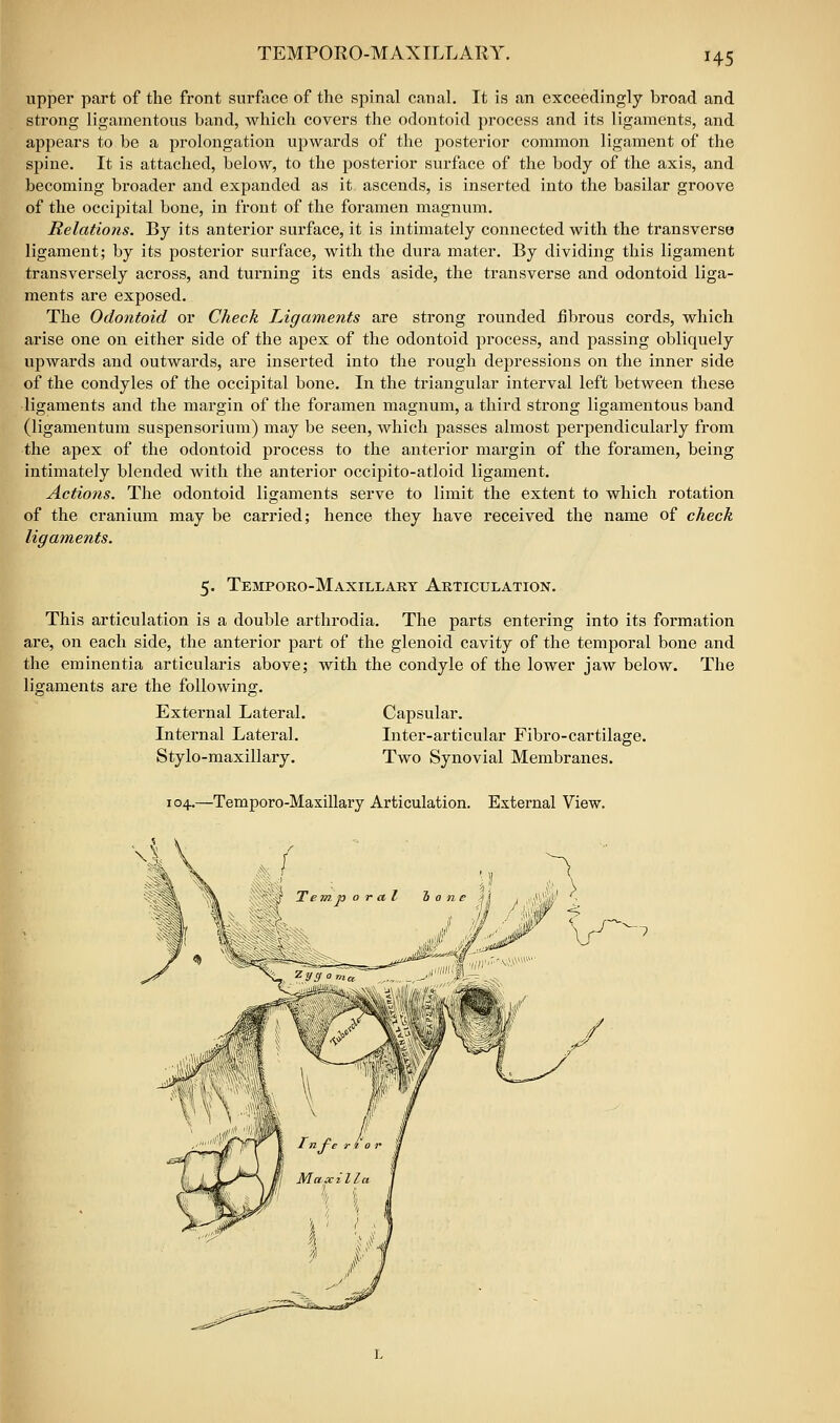 TEMPORO-M AX ILL All Y. H5 upper part of the front surface of the spinal canal. It is an exceedingly broad and strong ligamentous band, which covers the odontoid process and its ligaments, and appears to be a prolongation upwards of the posterior common ligament of the spine. It is attached, below, to the posterior surface of the body of the axis, and becoming broader and expanded as it ascends, is inserted into the basilar groove of the occipital bone, in front of the foramen magnum. Relations. By its anterior surface, it is intimately connected with the transverse ligament; by its posterior surface, with the dura mater. By dividing this ligament transversely across, and turning its ends aside, the transverse and odontoid liga- ments are exposed. The Odontoid or Check Ligaments are strong rounded fibrous cords, which arise one on either side of the apex of the odontoid process, and passing obliquely upwai'ds and outwards, are inserted into the rough depressions on the inner side of the condyles of the occipital bone. In the triangular interval left between these ligaments and the margin of the foramen magnum, a third strong ligamentous band (ligamentum suspensorium) may be seen, which passes almost perpendicularly from the apex of the odontoid process to the anterior margin of the foramen, being intimately blended with the anterior occipito-atloid ligament. Actions. The odontoid ligaments serve to limit the extent to which rotation of the cranium may be carried; hence they have received the name of check ligaments. 5. TeMPORO-MAXILLARY ARTICULATION. This articulation is a double arthrodia. The parts entering into its formation are, on each side, the anterior part of the glenoid cavity of the temporal bone and the eminentia articularis above; with the condyle of the lower jaw below. The ligaments are the following. External Lateral. Capsular. Internal Lateral. Inter-articular Fibro-cartilage. Stylo-maxillary, Two Synovial Membranes. 104,—Temporo-Maxillary Articulation. External View.