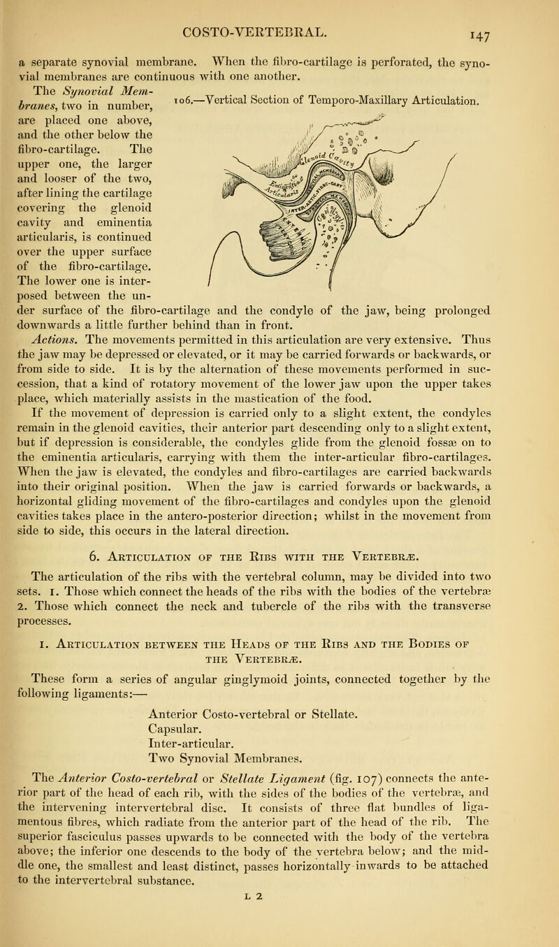 CO STO-VERTEBRAL. f47 .-.^.jaj'^ a separate synovial membrane. When the fibro-cartilage is perforated, the syno- vial membranes are continuous with one another. The Synovial Mem- _ . , ^ branes, two in number, '^^.-Vertical Section of Temporo-MaxiUary Articulation. are placed one above, and the other below the fibro-cartilage. The upper one, the larger and looser of the two, after lining the cartilage covering the glenoid cavity and eminentia articulai'is, is continued over the upper surface of the fibro-cartilage. The lower one is inter- posed between the un- der surface of the fibro-cartilage and the condyle of the jaw, being prolonged downwards a little further behind than in front. Actions. The movements permitted in this articulation are very extensive. Thus the jaw may be depressed or elevated, or it may be carried forwards or backwards, or from side to side. It is by the alternation of these movements performed in suc- cession, that a kind of rotatory movement of the lower jaw upon the upper takes place, which materially assists in the mastication of the food. If the movement of depression is carried only to a slight extent, the condyles remain in the glenoid cavities, their anterior part descending only to a slight extent, but if depression is considerable, the condyles glide from the glenoid fossge on to the eminentia articularis, carrying with them the inter-articular fibro-cartilages. When the jaw is elevated, the condyles and fibro-cartilages are carried backwards into their original position. When the jaw is carried forwards or backwards, a horizontal gliding movement of the fibro-cartilages and condyles upon the glenoid cavities takes place in the antero-posterior direction; whilst in the movement from side to side, this occurs in the lateral direction. 6. Articulation of the Ribs with the Vertebra. The articulation of the ribs with the vertebral column, may be divided into two sets. I. Those which connect the heads of the ribs with the bodies of the vertebrae 2. Those which connect the neck and tubercle of the ribs with the transverse processes. I. Articulation between the Heads of the Ribs and the Bodies of THE Vertebra. These form a series of angular ginglymoid joints, connected together by the following ligaments:— Anterior Costo-vertebral or Stellate. Capsular. Inter-articular. Two Synovial Membranes. The Anterior Costo-vertebral or Stellate Ligament (fig. 107) connects the ante- rior part of the head of each rib, with the sides of the bodies of the vertebras, and the intervening intervertebral disc. It consists of three flat bundles of liga- mentous fibres, which radiate from the anterior part of the head of the rib. The superior fasciculus passes upwards to be connected with the body of the vertebra above; the inferior one descends to the body of the vertebra below; and the mid- dle one, the smallest and least distinct, passes horizontally inwards to be attached to the intervertebral substance. L 2