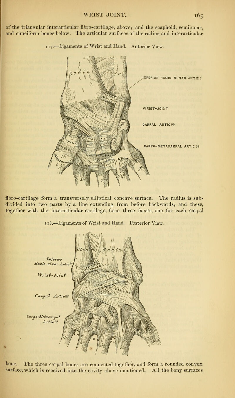 of the triangular interarticular fibro-cartilage, above; and the scaphoid, eomilunar, and cuneiform bones below. The articular surfaces of the radius and interarticular 117.—Ligaments of Wrist and Hand. Anterior View. INFERIOR RADIO-Ui-NAR ARTIC WRIST-JOiNT CARPAL ARTICJ? CARPO-METACARPAL ARTIC ' fibro-cartilage form a transversely elliptical concave surface. The radius is sub- divided into two parts by a line extending from before backwards; and these, together with the interarticular cartilage, form three facets, one for each carpal 118.—Ligaments of Wrist and Hand. Posterior View. Carp o-MMctcaimal /y j bone. The three carpal bones are connected together, and form a rounded convex surface, which is received into the cavity above mentioned. All the bony surfaces