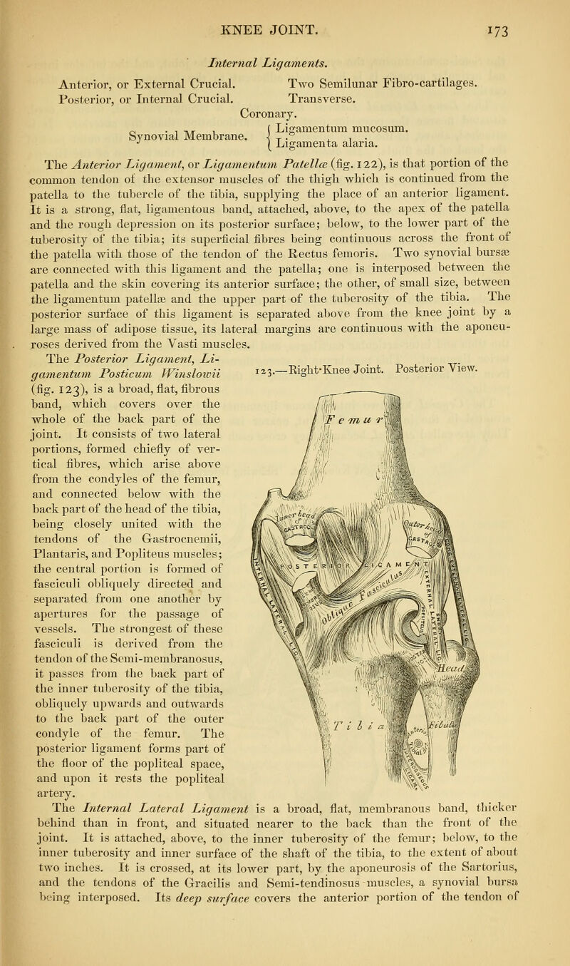 Internal Ligaments. Anterior, or External Crucial. Two Semilunar Fibro-cartilages. Posterior, or Internal Crucial. Transverse. Coronary. „ . 1 T,*- , ( Liffamentum mucosum. Synovial Membrane. s t • x i • ^ ( Ligamenta aiaria. Tlie Anterior Ligament, or Ligamentum Patellce (fig. 122), is that portion of the common tendon of the extensor muscles of the thigh v^hich is continued from the patella to the tubercle of the tibia, supplying the place of an anterior ligament. It is a strong, flat, ligamentous band, attached, above, to the apex of the patella jind the rough depression on its posterior surface; below, to the lower part of the tuberosity of the tibia; its superficial fibres being continuous across the front of the patella with those of the tendon of the Rectus femoris. Two synovial bursas are connected with this ligament and the patella; one is interposed between the patella and the skin covering its anterior surface; the other, of small size, between the ligamentum patellce and the upper part of the tuberosity of the tibia. The posterior surface of this ligament is separated above from the knee joint by a large mass of adipose tissue, its lateral margins are continuous with the aponeu- roses derived from the Vasti muscles. The Posterior Ligament, Li- gamentum Posticum Winsloioii i^s.-^igbt-Knee Joint. Posterior View. (fig. 123), is a broad, flat, fibrous band, which covers over the whole of the back part of the joint. It consists of two lateral portions, formed chiefly of ver- tical fibres, which arise above from the condyles of the femur, and connected below with the back part of the head of the tibia, being closely united with the tendons of the Gastrocnemii, Plantaris, and Popliteus muscles; the central portion is formed of fasciculi obliquely directed and separated from one another by apertures for the passage of vessels. The strongest of these fasciculi is derived from the tendon of the Semi-membranosus, it passes from the back part of the inner tuberosity of the tibia, obliquely upwards and outwards to the back part of the outer condyle of the femur. The posterior ligament forms part of the floor of the popliteal space, and upon it rests the popliteal artery. The Internal Lateral Ligament is a broad, flat, membranous band, thicker behind than in front, and situated nearer to the back than the front of the joint. It is attached, above, to the inner tuberosity of the femur; below, to the inner tuberosity and inner surface of the shaft of the tibia, to the extent of about two inches. It is crossed, at its lower part, by the aponeurosis of the Sartorius, and the tendons of the Gracilis and Semi-tendinosus-muscles, a synovial bursa being interposed. Its deep surface covers the anterior portion of the tendon of