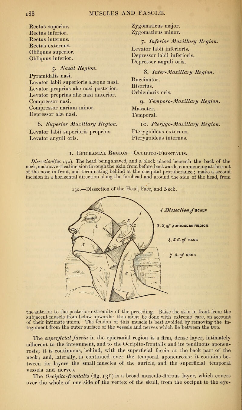 Rectus superior. Rectus inferior. Rectus internus. Rectus externus. Obliquus superior. Obliquus inferior. 5. Nasal Region. Pyramidalis nasi. Levator labii superioris al^que nasi. Levator proprius alee nasi posterior. Levator proprius alfB nasi anterior. Compressor nasi. Compressor narium minor. Depressor alae nasi, 6. Superior Maxillary Region. Levator labii superioris proprius. Levator anguli oris. Zygomaticus major. Zygomaticus minor. 7. Inferior Maxillary Region. Levator labii inferioris. Depi'essor labii inferioris. Depressor anguli oris. 8. Inter-Maxillary Region. Buccinator. Risorius. Orbicularis oris. 9. T^mporo-Maxillary Region. Masseter. Temporal. 10. Pterygo-Maxillary Region. Pterygoideus externus. Pterygoideus internus. I. Epickanial Region—Occipito-Frontalis. Dissectioni^g. 130). The head being staved, and a block placed beneath the back of the neck, make a vertical incision through the skin from before backwards, commencing at the root of the nose in front, and terminating behind at the occipital protuberance ; make a second incision in a horizontal direction along the forehead and around the side of the head, from 130.—Dissection of the Head, Face, and Neck. -/ UlssectioTiofscMj' S.S^of AURICULAR REGION 4^.5. 6. of FACE J. 8. of NECK the anterior to the posterior extremity of the preceding. Eaise the skin in front from the subjacent muscle from below upwards; this must be done with extreme care, on account of their intimate union. The tendon of this muscle is best avoided by removing the in- tegument from the outer surface of the vessels and nerves which lie between the two. The superficial fascia in the epicranial region is a firm, dense layer, intimately adherent to the integument, and to the Occipito-frontalis and its tendinous aponeu- rosis; it is continuous, behind, with the superficial fascia at the back pai*t of the neck; and, laterally, is continued over the temporal aponeurosis: it contains be- tween its layers the small muscles of the auricle, and the superficial temporal vessels and nerves. The Occipito-frontalis (fig. 131) is a broad musculo-fibrous layer, which covers over the whole of one side of the vertex of the skull, from the occiput to the eye-