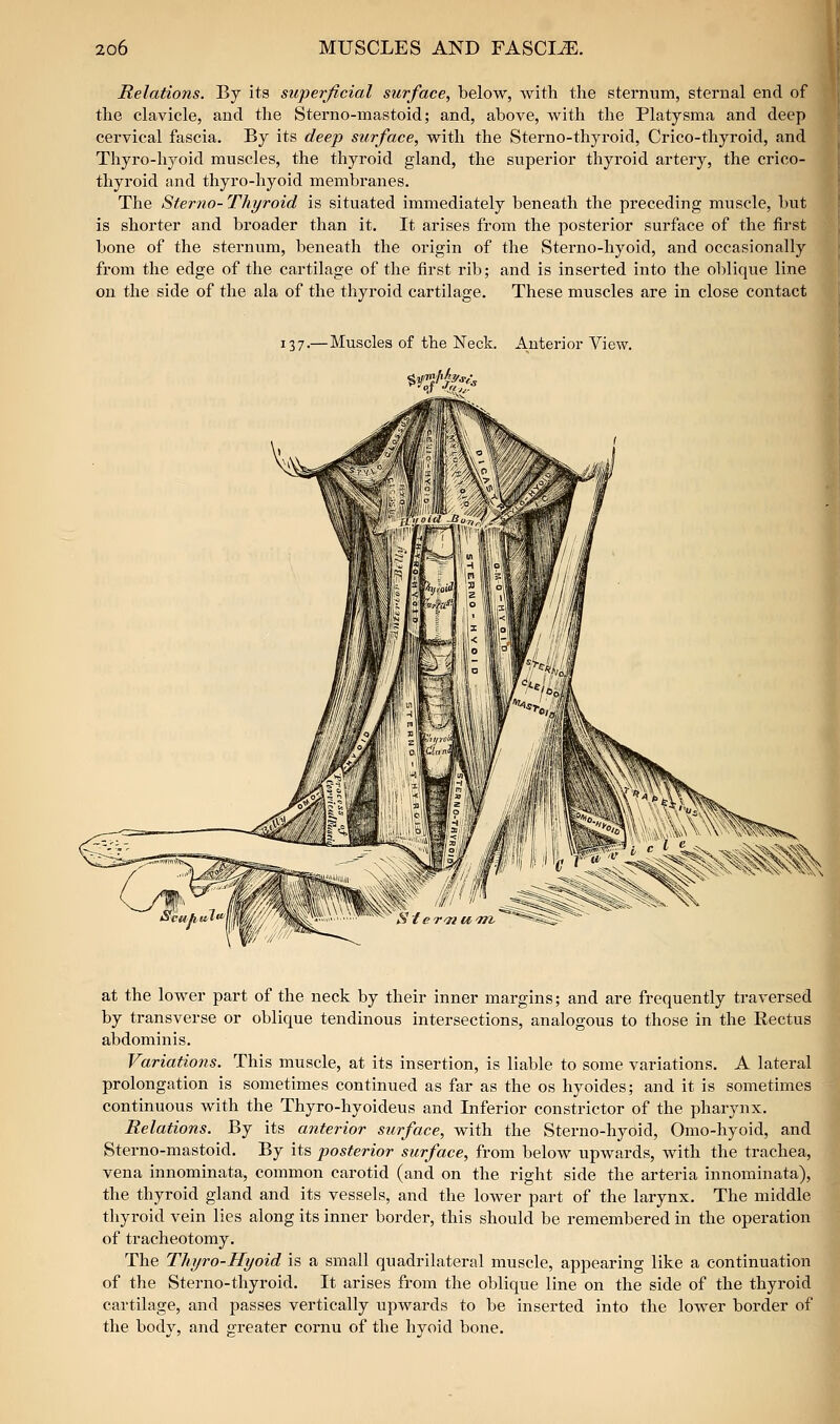 Relations. By its superficial surface, below, with the sternum, sternal end of the clavicle, and the Sterno-mastoid; and, above, with the Platysma and deep cervical fascia. By its deep surface, with the Sterno-thyroid, Crico-thyroid, and Thyro-hyoid muscles, the thyroid gland, the superior thyroid artery, the crico- thyroid and thyro-hyoid membranes. The Sterno-Thyroid is situated immediately beneath the preceding muscle, but is shorter and broader than it. It arises from the posterior surface of the first bone of the sternum, beneath the origin of the Sterno-hyoid, and occasionally from the edge of the cartilage of the first rib; and is inserted into the oblique line on the side of the ala of the thyroid cartilage. These muscles are in close contact 137.—Muscles of the Neck. Anterior View. at the lower part of the neck by their inner margins; and are frequently traversed by transverse or oblique tendinous intersections, analogous to those in the Rectus abdominis. Variations. This muscle, at its insertion, is liable to some variations. A lateral prolongation is sometimes continued as far as the os hyoides; and it is sometimes continuous with the Thyro-hyoideus and Inferior constrictor of the pharynx. Relations. By its anterior surface, with the Sterno-hyoid, Omo-hyoid, and Sterno-mastoid. By its posterior surface, from below upwards, with the trachea, vena innominata, common carotid (and on the right side the arteria innominata), the thyroid gland and its vessels, and the lower part of the larynx. The middle thyroid vein lies along its inner border, this should be remembered in the operation of tracheotomy. The Thyro-Hyoid is a small quadrilateral muscle, appearing like a continuation of the Sterno-thyroid. It arises from the oblique line on the side of the thyroid cartilage, and passes vertically upwards to be inserted into the lower border of the body, and greater cornu of the hyoid bone.