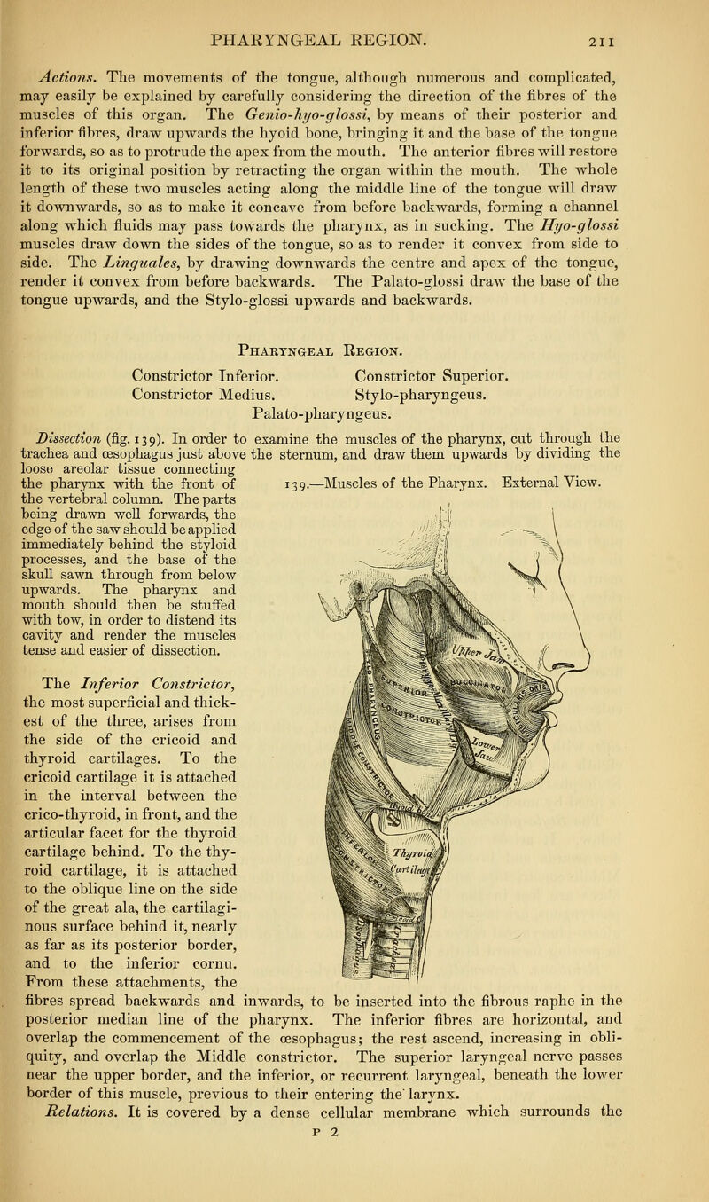 PHARYNGEAL REGION. Actions. The movements of the tongue, although numerous and complicated, may easily be explained by cai-efully considering the direction of the fibres of the muscles of this organ. The Genio-hyo-glossi, by means of their posterior and inferior fibres, draw upwards the hyoid bone, bringing it and the base of the tongue forwards, so as to protrude the apex from the mouth. The anterior fibres will restore it to its original position by retracting the organ within the mouth. The whole length of these two muscles acting along the middle line of the tongue will draw it downwards, so as to make it concave from before backwards, forming a channel along which fluids may pass towards the pharynx, as in sucking. The Hyo-glossi muscles draw down the sides of the tongue, so as to render it convex from side to side. The Linguales, by drawing downwards the centre and apex of the tongue, render it convex from before backwards. The Palato-glossi draw the base of the tongue upwards, and the Stylo-glossi upwards and backwards. I Pharyngeal Region. Constrictor Inferior. Constrictor Superior. Constrictor Medius. Stylo-pharyngeus. Palato-pharyngeus. Dissection (fig. 139). In order to examine the muscles of the pharynx, cut through the trachea and oesophagus just above the sternum, and draw them upwards by dividing the loose areolar tissue connecting the pharynx with the front of 139.—Muscles of the Pharynx. External View, the vertebral column. The parts being drawn well forwards, the edge of the saw should be applied immediately behind the styloid processes, and the base of the skull sawn through from below upwards. The pharynx and mouth should then be stuffed with tow, in order to distend its cavity and render the muscles tense and easier of dissection. The Inferior Constrictor, the most superficial and thick- est of the three, arises from the side of the cricoid and thyroid cartilages. To the cricoid cartilage it is attached in the interval between the crico-thyroid, in front, and the articular facet for the thyroid cartilage behind. To the thy- roid cartilage, it is attached to the oblique line on the side of the great ala, the cartilagi- nous surface behind it, nearly as far as its posterior border, and to the inferior cornu. From these attachments, the fibres spread backwards and inwards, to be inserted into the fibrous raphe in the posterior median line of the pharynx. The inferior fibres are horizontal, and overlap the commencement of the oesophagus; the rest ascend, increasing in obli- quity, and overlap the Middle constrictor. The superior laryngeal nerve passes near the upper border, and the inferior, or recurrent laryngeal, beneath the lower border of this muscle, previous to their entering the' larynx. Relations. It is covered by a dense cellular membrane which surrounds the p 2