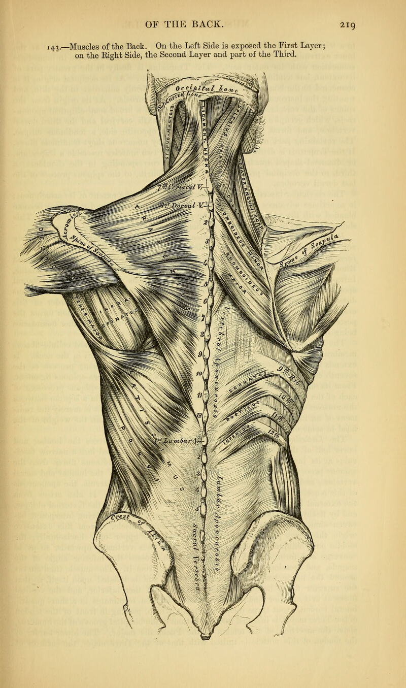 143.—Muscles of the Back. On the Left Side is exposed the First Layer;