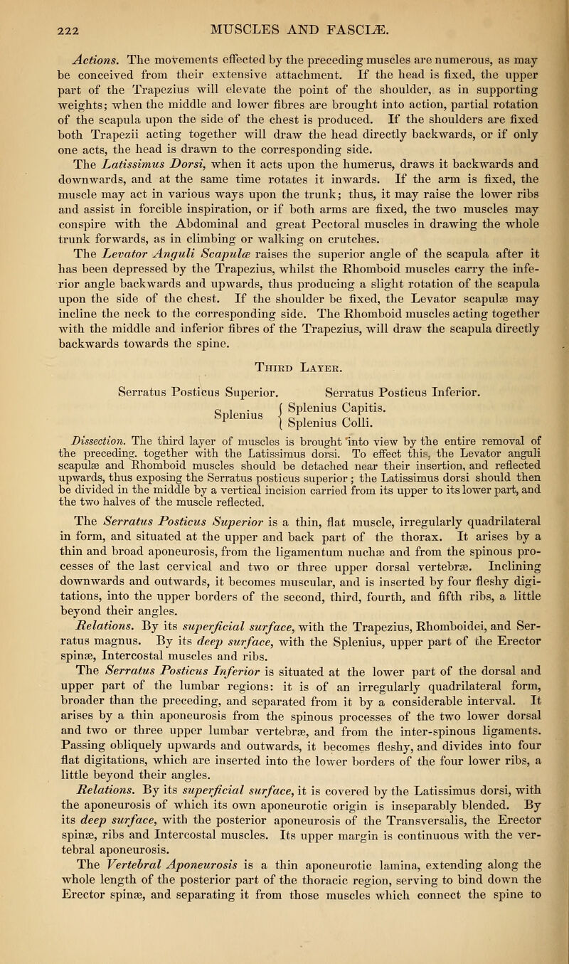 Actions. The movements effected by the preceding muscles are numerous, as may be conceived from their extensive attachment. If the head is fixed, the upper part of the Trapezius will elevate the point of the shoulder, as in supporting weights; when the middle and lower fibres are brought into action, partial rotation of the scapula upon the side of the chest is produced. If the shoulders are fixed both Trapezii acting together will draw the head directly backwards, or if only one acts, the head is drawn to the corresponding side. The Latissimus Dorsi, when it acts upon the humerus, draws it backwards and downwards, and at the same time rotates it inwards. If the arm is fixed, the muscle may act in various ways upon the trunk; thus, it may raise the lower ribs and assist in forcible inspiration, or if both arms are fixed, the two muscles may conspire with the Abdominal and great Pectoral muscles in drawing the whole trunk forwards, as in climbing or walking on crutches. The Levator Anguli Scapulce raises the superior angle of the scapula after it has been depressed by the Trapezius, whilst the Rhomboid muscles carry the infe- I'ior angle backwards and upwards, thus producing a slight rotation of the scapula upon the side of the chest. If the shoulder be fixed, the Levator scapulae may incline the neck to the corresponding side. The Rhomboid muscles acting together with the middle and inferior fibres of the Trapezius, will draw the scapula directly backwards towards the spine. Third Later. Serratus Posticus Superior, Serratus Posticus Inferior, o 1 . ( Splenius Capitis. bplenius <^ ci -x • r^. Tt { Splenius Colli. Dissection. The third layer of muscles is brought Into view by the entire removal of the preceding, together with the Latissimus dorsi. To effect this, the Levator anguli scapulae and Rhomboid muscles should be detached near their insertion, and reflected upwards, thus exposing the Serratus posticus superior ; the Latissimus dorsi should then be divided in the middle by a vertical incision carried from its upper to its lower part, and the two halves of the muscle reflected. The Serratus Posticus Superior is a thin, flat muscle, irregularly quadrilateral in form, and situated at the upper and back part of the thorax. It arises by a thin and broad aponeurosis, from the ligamentum nuchse and from the spinous pro- cesses of the last ceiwical and two or three upper dorsal vertebrae. Inclining downwards and outwards, it becomes muscular, and is inserted by four fleshy digi- tations, into the upper borders of the second, third, fourth^ and fifth ribs, a little beyond their angles. Relations. By its superficial surface, with the Trapezius, Rhomboidei, and Ser- ratus magnus. By its deep surface, with the Splenius, upper part of the Erector spinae, Intercostal muscles and ribs. The Serratus Posticus Inferior is situated at the lower part of the dorsal and upper part of the lumbar regions: it is of an irregularly quadrilateral form, broader than the preceding, and separated from it by a considerable interval. It arises by a thin aponeurosis from the spinous processes of the two lower dorsal and two or three upper lumbar vertebrae, and from the inter-spinous ligaments. Passing obliquely upwards and outwards, it becomes fleshy, and divides into four flat digitations, which are inserted into the lower borders of the four lower ribs, a little beyond their angles. Relations. By its superficial surface, it is covered by the Latissimus dorsi, with the aponeurosis of which its own aponeurotic origin is inseparably blended. By its deep surface, with the posterior aponeurosis of the Transversalis, the Erector spinae, ribs and Intercostal muscles. Its upper margin is continuous with the ver- tebral aponeurosis. The Vertebral Aponeurosis is a thin aponeurotic lamina, extending along the whole length of the posterior part of the thoracic region, serving to bind down the Erector spiuEe, and separating it from those muscles which connect the spine to