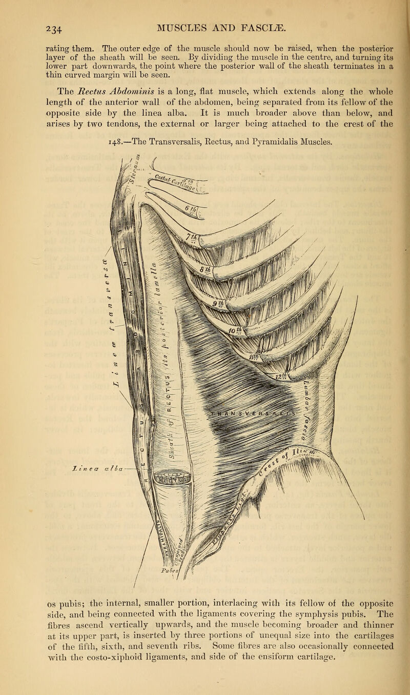 rating them. The outer edge of the muscle should now be raised, when the posterior layer of the sheath will be seen. By dividing the muscle in the centre, and turning its lower part downwards, the point where the posterior waU of the sheath terminates in a thin curved margin will be seen. The Rectus Abdominis is a long, flat muscle, which extends along the w^hole length of the anterior wall of the abdomen, being separated from its fellow of the opposite side by the linea alba. It is much broader above than below, and arises by two tendons, the external or larger being attached to the crest of the 148.—The Transversalis, Kectus, and Pyramidalis Muscles. I m e a OS pubis; the internal, smaller portion, interlacing with its fellow of the opposite side, and being connected with the ligaments covering the symphysis pubis. The fibres ascend vertically upwards, and the muscle becoming broader and thinner at its upper part, is inserted by three portions of unequal size into the cartilages of the fifth, sixth, and seventh ribs. Some fibres are also occasionally connected with the costo-xiphoid ligaments, and side of the ensifoi-m cartilage.