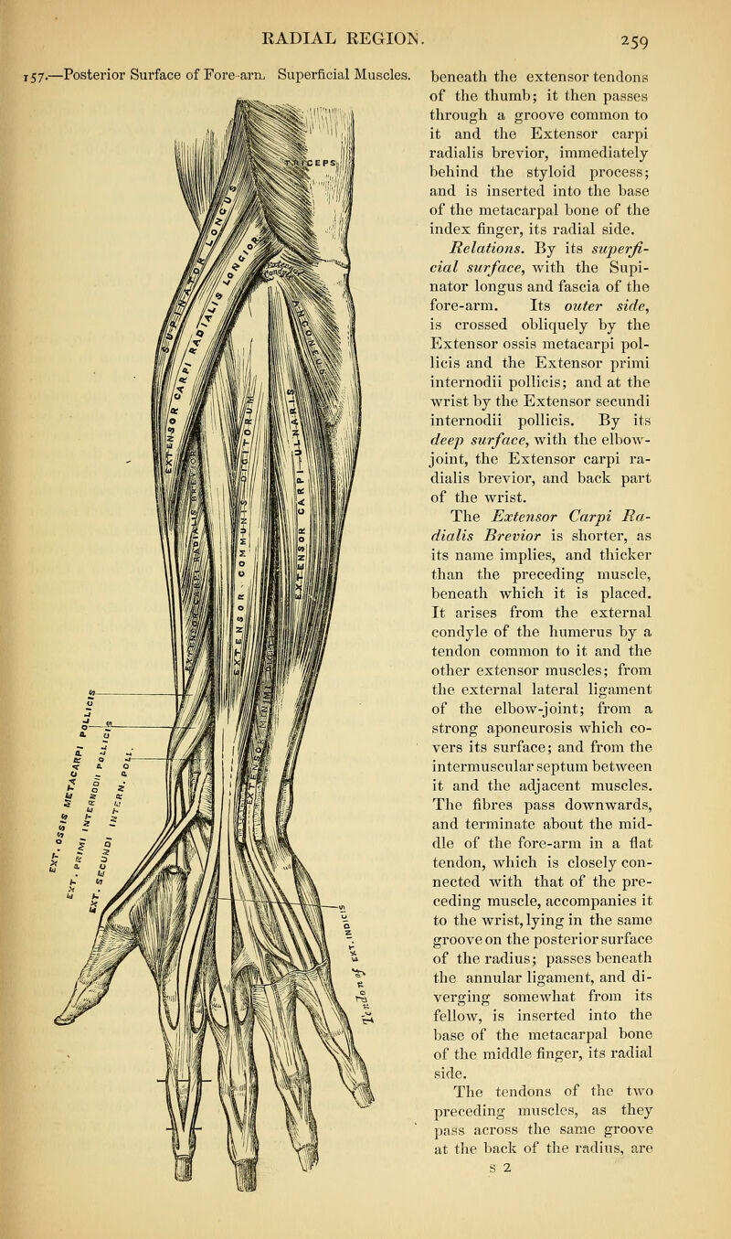 RADIAL REGION. 157.—Posterior Surface of Forearn. Superficial Muscles. beneath the extensor tendons of the thumb; it then passes through a groove common to it and the Extensor carpi radialis brevior, immediately behind the styloid process; and is inserted into the base of the metacarpal bone of the index finger, its radial side. Relations. By its superfi- cial surface, with the Supi- nator longus and fascia of the fore-arm. Its outer side, is crossed obliquely by the Extensor ossis metacarpi pol- licis and the Extensor primi internodii pollicis; and at the wrist by the Extensor secundi internodii pollicis. By its deep surface, with the elbow- joint, the Extensor carpi ra- dialis brevior, and back part of the wrist. The Extensor Carpi Ra- dialis Brevior is shorter, as its name implies, and thicker than the preceding muscle, beneath which it is placed. It arises from the external condyle of the humerus by a tendon common to it and the other extensor muscles; from the external lateral ligament of the elbow-joint; from a strong aponeurosis which co- vers its surface; and from the intermuscular septum between it and the adjacent muscles. The fibres pass downwards, and terminate about the mid- dle of the fore-arm in a flat tendon, which is closely con- nected with that of the pre- ceding muscle, accompanies it to the wrist, lying in the same groove on the posterior surface of the radius; passes beneath the annular ligament, and di- verging somewhat from its fellow, is inserted into the base of the metacarpal bone of the middle finger, its radial side. The tendons of the two preceding muscles, as they pass across the same groove at the back of the radius, are s 2