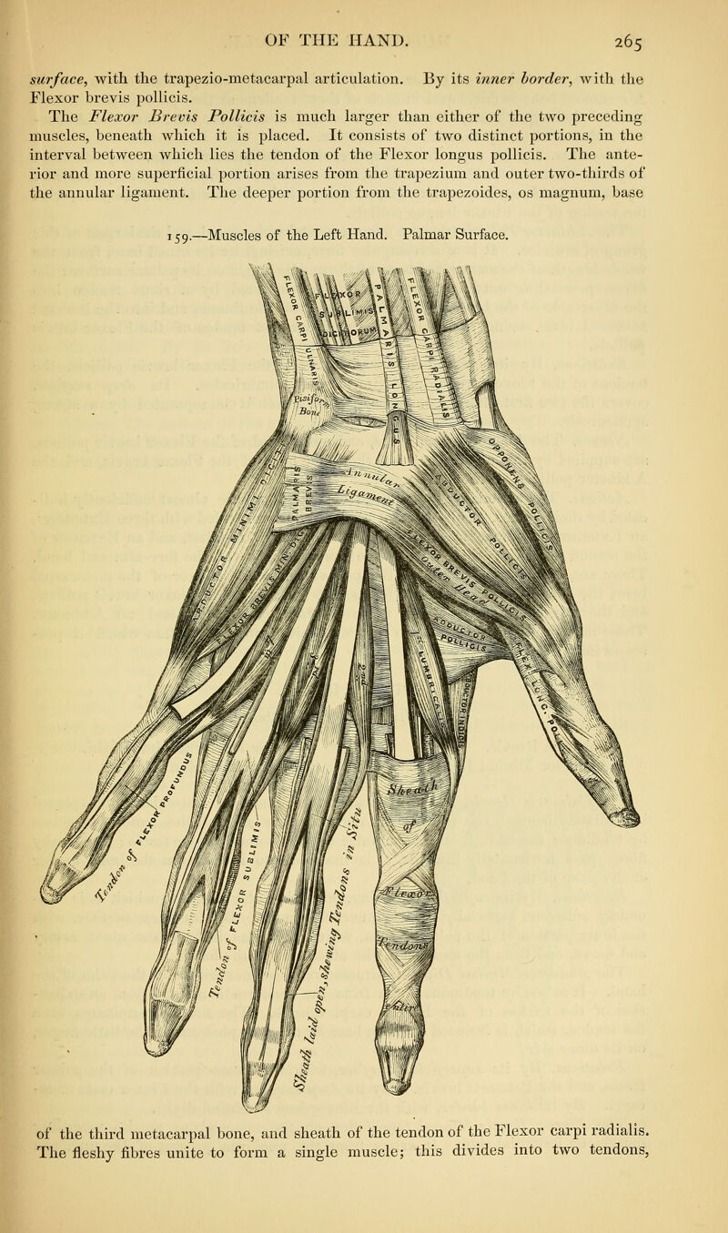 surface, with the trapezio-metacarpal articulation. By its inner border, with the Flexor brevis pollicis. The Flexor Brevis Pollicis is much larger than either of the two preceding muscles, beneath which it is placed. It consists of two distinct portions, in the interval between which lies the tendon of the Flexor longus pollicis. The ante- rior and more superficial portion arises from the trapezium and outer two-thirds of the annular ligament. The deeper portion from the trapezoides, os magnum, base 159.—Muscles of the Left Hand. Palmar Surface. of the third metacarpal bone, and sheath of the tendon of the Flexor carpi radialis. The fleshy fibres unite to form a single muscle; this divides into two tendons,