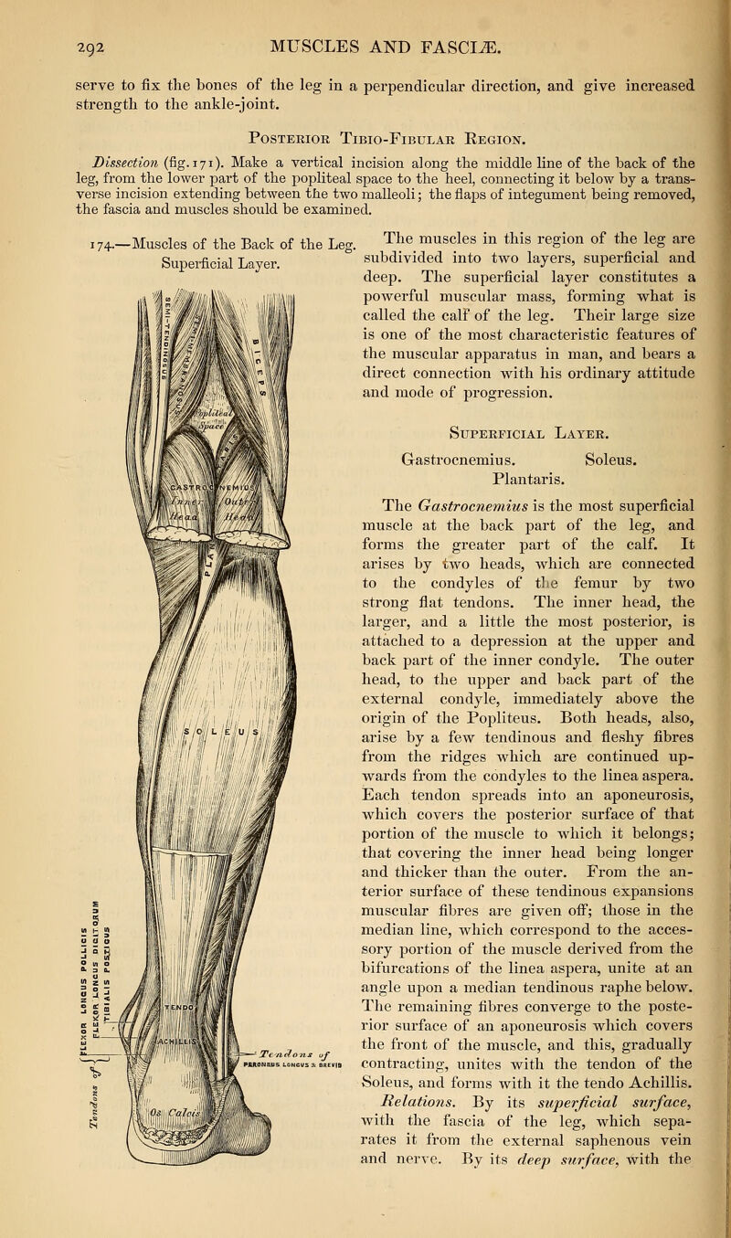 serve to fix the bones of the leg in a perpendicular direction, and give increased strength to the ankle-joint. POSTEKIOR TiBIO-FlBULAR EeGION. Dissection (fig. 171). Make a vertical incision along the middle line of the back of the leg, from the lower part of the popliteal space to the heel, connecting it below by a trans- verse incision extending between the two malleoli; the flaps of integument being removed, the fascia and muscles should be examined. 174.—Muscles of the Back of the Leg. Superficial Layer. The muscles in this region of the leg are subdivided into two layers, superficial and deep. The superficial layer constitutes a powerful muscular mass, forming what is called the calf of the leg. Their large size is one of the most characteristic features of the muscular apparatus in man, and bears a direct connection with his ordinary attitude and mode of progression. Superficial Layer. Gastrocnemius. Soleus. Plantaris, The Gastrocnemius is the most superficial muscle at the back part of the leg, and forms the greater part of the calf. It arises by two heads, which are connected to the condyles of the femur by two strong flat tendons. The inner head, the larger, and a little the most posterior, is attached to a depression at the upper and back part of the inner condyle. The outer head, to the upper and back part of the external condyle, immediately above the origin of the Popliteus. Both heads, also, arise by a few tendinous and fleshy fibres from the ridges which are continued up- wards from the condyles to the linea aspera. Each tendon spreads into an aponeurosis, which covers the posterior surface of that portion of the muscle to which it belongs; that covering the inner head being longer and thicker than the outer. From the an- terior surface of these tendinous expansions muscular fibres are given off; those in the median line, which correspond to the acces- sory portion of the muscle derived from the bifurcations of the linea aspera, unite at an angle upon a median tendinous raphe below. The remaining fibres converge to the poste- rior surface of an aponeurosis which covers the front of the muscle, and this, gradually contracting, unites with the tendon of the Soleus, and forms with it the tendo Achillis. Relations. By its superficial surface, with the fascia of the leg, which sepa- rates it from the external saphenous vein and nerve. By its deep surface, with the