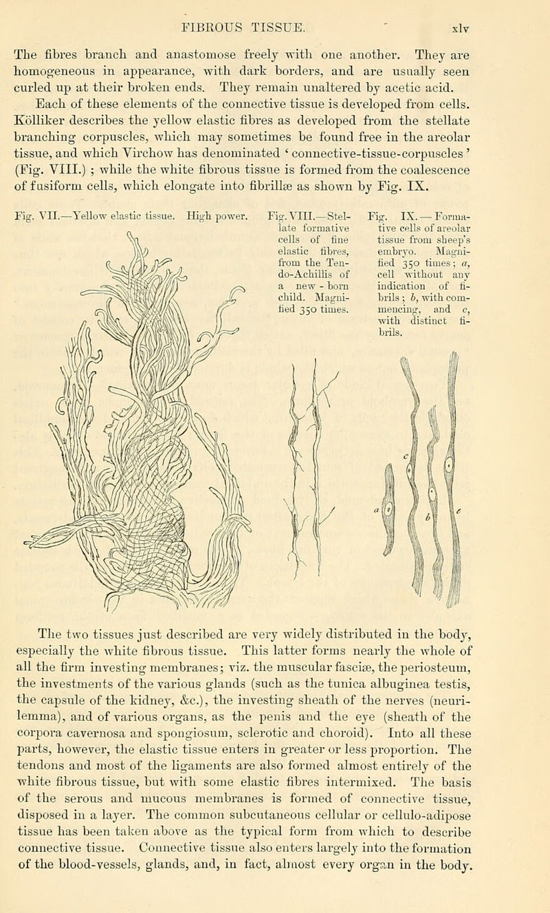 The fibres branch and anastomose freely with one another. They are homoo'eneous in appearance, with dark borders, and are usually seen curled up at their broken ends. They remain unaltered by acetic acid. Each of these elements of the connective tissue is developed from cells. KoUiker describes the yellow elastic fibres as developed from the stellate branching corpuscles, which may sometimes be found free in the areolar tissue, and which Virchow has denominated ' connective-tissue-corpuscles ' (Fig. VIII.) ; while the white fibrous tissue is formed from the coalescence of fusiform cells, which elongate into fibrillte as shown by Fig. IX. Fig. VII.—Yellow elastic tissue. Higli power. Fig'. VIII.—Stel- late formative cells of fine elastic fibres, from the Ten- do-AcMllis of a new - born child. Magni- fied 350 times. Fig. IX. — Forma- tive cells of areolar tissue from sheep's embryo. Magni- fied 350 times; a, cell without any indication of fi- brils ; h, with com- mencing, and c, with distinct fi- brils. The two tissues just described are very widely distributed in the body, especially the white fibrous tissue. This latter forms nearly the whole of all the firm investing membranes; viz. the muscular fasciae, the periosteum, the investments of the various glands (such as the tunica albuginea testis, the capsule of the kidney, &c.), the investing sheath of the nerves (neuri- lemma), and of various organs, as the penis and the eye (sheath of the corpora cavernosa and spongiosum, sclerotic and choroid). Into all these parts, however, the elastic tissue enters in greater or less proportion. The tendons and most of the ligaments are also formed almost entirely of the white fibrous tissue, but with some elastic fibres intermixed. The basis of the serous and mucous membranes is formed of connective tissue, disposed in a layer. The common subcutaneous cellular or cellulo-adipose tissue has been taken above as the typical form from which to describe connective tissue. Connective tissue also enters largely into the formation of the blood-vessels, glands, and, in fact, almost every organ in the body.