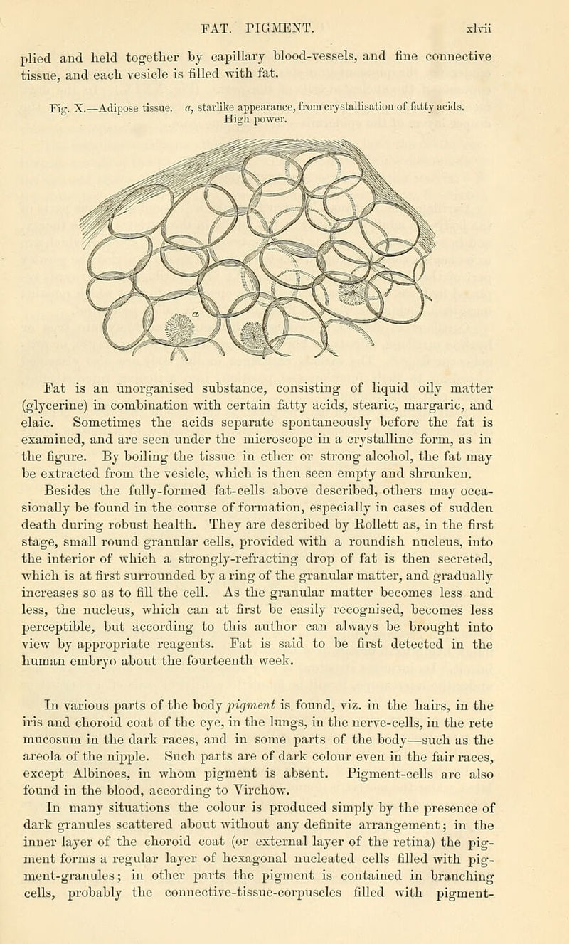 plied and held together by capillary blood-vessels, and fine connective tissue, and each vesicle is filled with fat. Fio-. X.—Adipose tissue, a, starlike appearance, from crystallisation of fatty acids. High power. Fat is an unorganised substance, consisting of liquid oily matter (glycerine) in combination with certain fatty acids, stearic, margaric, and elaic. Sometimes the acids separate spontaneously before the fat is examined, and are seen under the microscope in a crystalline form, as in the figure. By boiling the tissue in ether or strong alcohol, the fat may be extracted from the vesicle, which is then seen empty and shrunken. Besides the fully-formed fat-cells above described, others may occa- sionally be found in the course of formation, especially in cases of sudden death during robust health. They are described by Eollett as, in the first stage, small round granular cells, provided with a roundish nucleus, into the interior of which a strongly-refracting drop of fat is then secreted, which is at first surrounded by a ring of the granular matter, and graduall}' increases so as to fill the cell. As the granular matter becomes less and less, the nucleus, which can at first be easily recognised, becomes less perceptible, but according to this author can always be brought into view by appropriate reagents. Fat is said to be first detected in the human embryo about the fourteenth week. In various parts of the body pigment is found, viz. in the hairs, in the iris and choroid coat of the eye, in the lungs, in the nerve-cells, in the rete mucosum in the dark races, and in some parts of the body—such as the areola of the nipple. Such parts are of dark colour even in the fair races, except Albinoes, in whom pigment is absent. Pigment-cells are also found in the blood, according to Virchow. In many situations the colour is produced simply by the presence of dark granules scattered about without any definite arrangement; in the inner layer of the choroid coat (or external layer of the retina) the pig- ment forms a regular layer of hexagonal nucleated cells filled with pig- ment-granules ; in other parts the pigment is contained in branching cells, probably the connective-tissue-corpuscles filled with pigment-