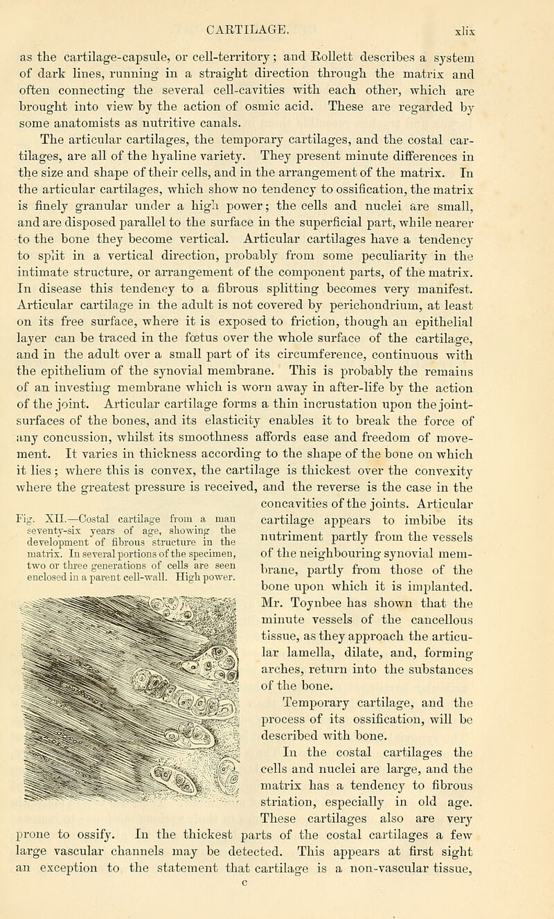 as the cartilage-capsiUe, or cell-territory; aud Rollett describes a system of dark lines, running in a straight direction through the matrix and often connecting the several cell-cavities with each other, which are brought into view by the action of osmic acid. These are regarded by some anatomists as nutritive canals. The articular cartilages, the temporary cartilages, and the costal car- tilages, are all of the hyaline variety. They present minute differences in the size and shape of their cells, and in the arrangement of the matrix. In the articular cartilages, which show no tendency to ossification, the matrix is finely granular under a high power; the cells and nuclei are small, and are disposed parallel to the surface in the superficial part, while nearer to the bone they become vertical. Articular cartilages have a tendency to split in a vertical direction, probably from some peculiarity in the intimate structure, or arrangement of the component parts, of the matrix. In disease this tendency to a fibrous splitting becomes very manifest. Articular cartilage in the adult is not covered by perichondrium, at least on its free surface, where it is exposed to friction, though an epithelial layer can be traced in the foetus over the whole surface of the cartilage, and in the adult over a small part of its circumference, continuous with the epithelium of the synovial membrane. This is probably the remains of an investing membrane which is worn away in after-life by the action of the joint. Articular cartilage forms a thin incrustation upon the joint- surfaces of the bones, and its elasticity enables it to break the force of any concussion, whilst its smoothness affords ease and freedom of move- ment. It varies in thickness according to the shape of the bone on which it lies; where this is convex, the cartilage is thickest over the convexity where the greatest pressure is received, and the reverse is the case in the concavities of the joints. Articular Fig. XII.—Costal cartilage from a man seventj'-six years of age, showing the development of fibrous structure in the matrix. In several portions of the specimen, two or thi'ee generations of cells are seen enclosed in a parent cell-wall. High power. cartilage appears to imbibe its nutriment partly from the vessels of the neighbouring synovial mem- brane, partly from those of the bone upon which it is implanted. Mr. Toynbee has shown that the minute vessels of the cancellous tissue, as they approach the articu- '■^, ^K lar lamella, dilate, and, forming '^f^Si a^rches, return into the substances of the bone. Temporary cartilage, and the process of its ossification, will be described with bone. In the costal cartilages the cells and nuclei are large, and the .^JD\Y , matrix has a tendencj^ to fibrous striation, especially in old age. These cartilages also are very prone to ossify. In the thickest parts of the costal cartilages a few large vascular channels may be detected. This api^ears at first sight an exception to the statement that cartilage is a non-vascular tissue,