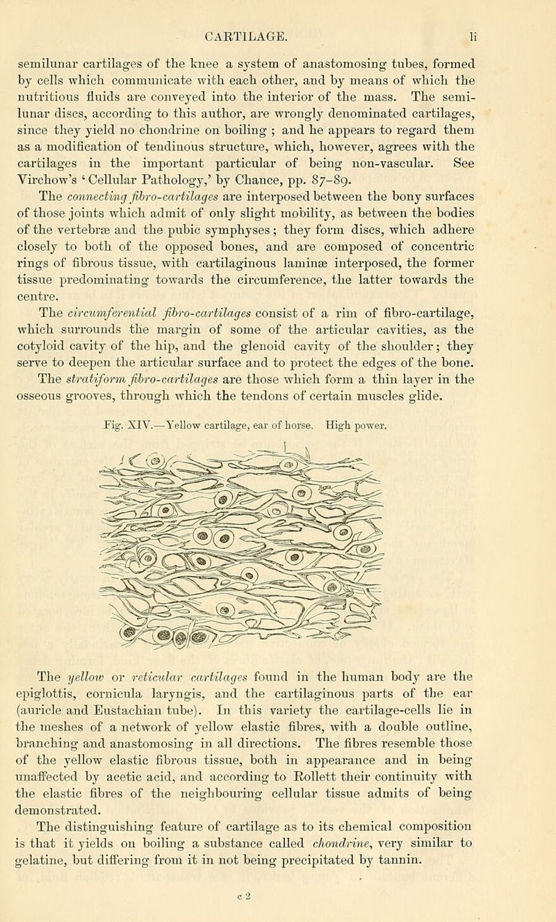 semilunar cartilages of the knee a system of anastomosing tubes, formed by cells which communicate with each other, and by means of which the nutritious fluids are conveyed into the interior of the mass. The semi- lunar discs, according to this author, are wrongly denominated cartilages, since they yield no chondrine on boiling ; and he appears to regard them as a modification of tendinous structure, which, however, agrees with the cartilages in the important particular of being non-vascular. See Virchow's ' Cellular Pathology,' by Chance, pp. 87-89. The connecting fihro-cartilages are interposed between the bony surfaces of those joints which admit of only slight mobility, as between the bodies of the vertebrse and the pubic symphyses; they form discs, which adhere closely to both of the opposed bones, and are composed of concentric rings of fibrous tissue, with cartilaginous laminae interposed, the former tissue predominating towards the circumference, the latter towards the centre. The circumferential fihro-cartilages consist of a rim of fibro-cartilage, which surrounds the margin of some of the articular cavities, as the cotyloid cavity of the hip, and the glenoid cavity of the shoulder; they serve to deepen the articular surface and to protect the edges of the bone. The stratiform, fih-o-cartilages are those which form a thin layer in the osseous grooves, through which the tendons of certain muscles glide. Fiff. XIV.—Yellow c; ear of horse. High power. The yelloiv or reticular cartilages found in the human body are the epiglottis, cornicula laryngis, and the cartilaginous parts of the ear (auricle and Eustachian tube). In this variety the cartilage-cells lie in the meshes of a network of yellow elastic fibres, with a double outline, branching and anastomosing in all directions. The fibres resemble those of the yellow elastic fibrous tissue, both in appearance and in being unaffected by acetic acid, and according to Rollett their continuity with the elastic fibres of the neighbouring cellular tissue admits of being demonstrated. The distinguishing feature of cartilage as to its chemical composition is that it yields on boiling a substance called chondrine, very similar to gelatine, but differing from it in not being precipitated by tannin.
