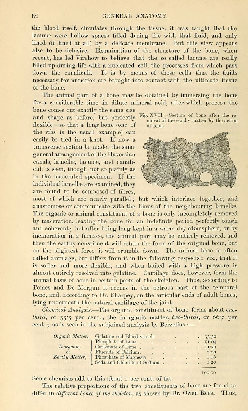 the blood itself, circulates through the tissue, it was taught that the lacunae were hollow spaces filled during life with that fluid, and only lined (if lined at all) by a delicate membrane. But this view appears also to be delusive. Examination of the structure of the bone, when recent, has led Virchow to believe that the so-called lacunte are really filled up during life with a nucleated cell, the processes from which pass down the canaliculi. It is by means of these cells that the fluids necessary for nutrition are brought into conta.ct with the ultimate tissue of the bone. The animal part of a bone may be obtained by immersing the bone for a considerable time in dilute mineral acid, after which process the bone comes out exactly the same size and shape as before, but perfectly ^'S- XVIL-Section of bone after the re- ■■■ 7 tr J moval oi tne earthy matter by the action flexible—so that a long bone (one of of acids. the ribs is the usual example) can -s^ easUy be tied in a knot. If now a _^^®>*_,f^^^?^ ..mi!^^^^^\ transverse section be made, the same ^^^^^^^^^^H^^^^^^& general arrangement of the Haversian w^^S^^^^^^^^S^^^^ canals, lamellae, lacunae, and canal i- , •--?!--—-' - VIl' ' ''' ,^ euli is seen, though not so plainly as i _ ] in the macerated specimen. If the v^V^ ' ) individual lamellEe are examined, they ^- ^ - , ^ are found to be composed of fibres, most of which are nearly j)arallel; but which interlace together, and anastomose or communicate with the fibres of the neighbouring lamellae. The organic or animal constituent of a bone is only incompletely removed by maceration, leaving the bone for an indefinite period perfectly tough and coherent; but after being long kept in a warm dry atmosphere, or by incineration in a furnace, the animal part may be entirely removed, and then the earthy constituent will retain the form of the original bone, but on the slightest force it will crumble down. The animal base is often called cartilage, but differs from it in the following res23ects : viz., that it is softer and more flexible, and when boiled with a high pressure is almost entirely resolved into gelatine. Cartilage does, however, form the animal basis of bone iu certain parts of the skeleton. Thus, according to Tomes and De Morgan, it occurs in the petrous part of the temporal bone, and, according to Dr. Sharpey, on the articular ends of adult bones, lying underneath the natural cartilage of the joint. Chemical Analysis.—The organic constituent of bone forms about one- third, or 333 per cent.; the inorganic vaniter, two-thirds, or 66'2 per cent.; as is seen iu the subjoined analysis by Berzelius:— Organic Matter, Gelatine and Blood-vessels .... 33'30 {Phosphaie of Lime 51 '04 Carbonate of Lime il'3o Fluoride of Calcium. ..... 2-oo Phosphate of Magnesia it6 Soda and Chloride of Sodium . . . . i 20 lOO'OO Some chemists add to this about i per cent, of fat. The relative proportions of the two constituents of bone are found to differ in different hones of the skeleton, as shown by Dr. Owen Eees. Thus,