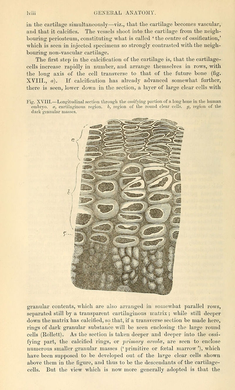 in tlie cartilage simultaneously—viz., that the cartilage becomes vascular, and that it calcifies. The vessels shoot into the cartilage from the neigh- bouring periosteum, constituting what is called ' the centre of ossification,' which is seen in injected specimens so strongly contrasted with the neigh- bouring non-vascular cartilage. The first step in the calcification of the cartilage is, that the cartUage- cells increase rapidly in number, and arrange themselves in rows, with the long axis of the cell transverse to that of the future bone (fig. XVIII., a). If calcification has already advanced somewhat further, there is seen, lower down in the section, a layer of large clear cells with Fig. XVIII.—Longitudinal section tlirough the ossifying portion of a long bone in the human emhryo. a, cartilaginous region, b, region of the round clear cells, ff, region of the dark granular masses. granular contents, which are also arranged in somewhat parallel rows, separated still by a transparent cartilaginous matrix; while still deeper down the matrix has calcified, so that, if a transverse section be made here, rings of dark granular substance will be seen enclosing the large round cells (RoUett). As the section is taken deeper and deeper into the ossi- fying part, the calcified rings, or primary areolcs, are seen to enclose numerous smaller granular masses (' primitive or foetal marrow'), which have been supposed to be developed out of the large clear cells shown above them in the figure, and thus to be the descendants of the cartilage- cells. But the view which is now more generally adopted is that the